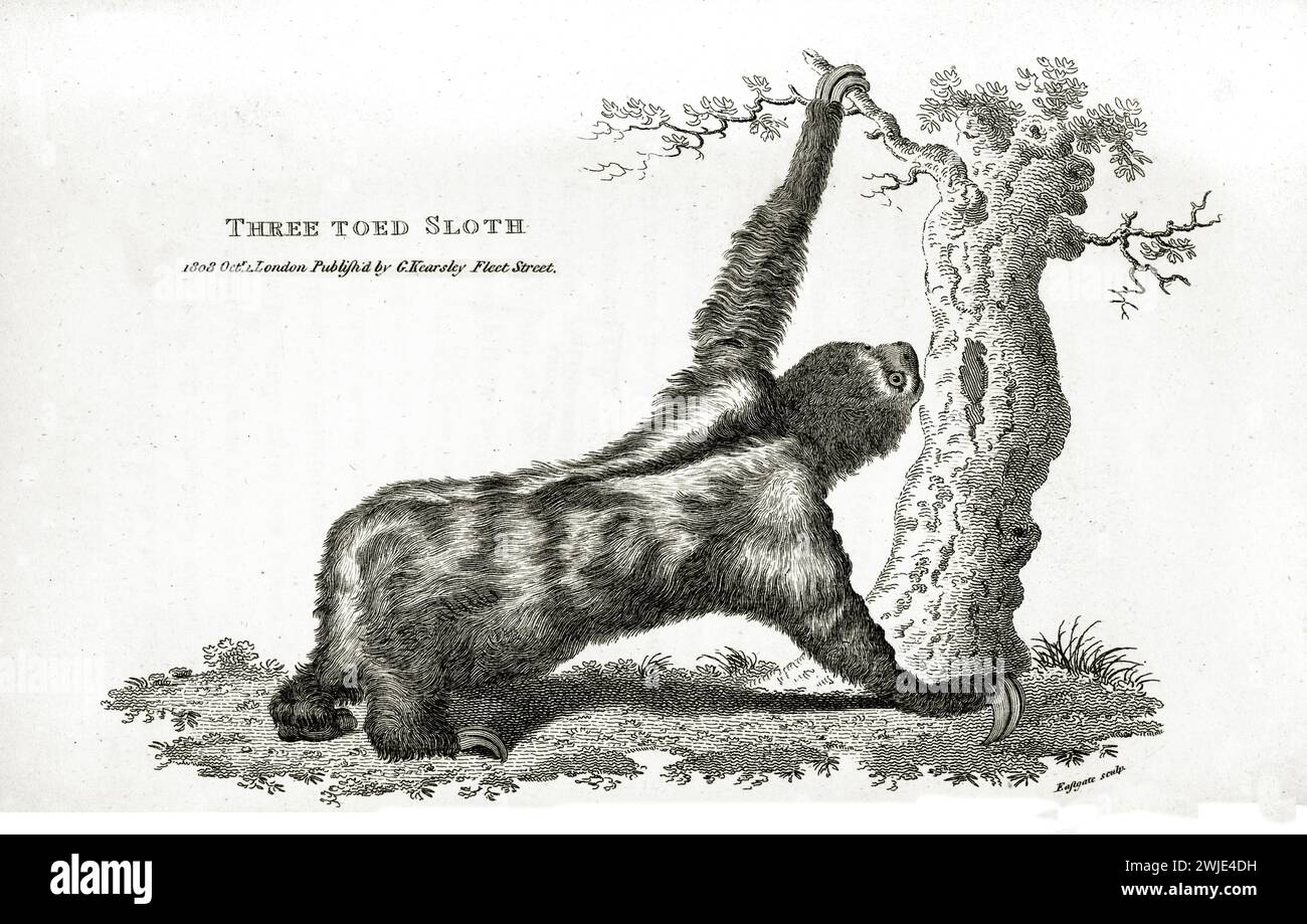 Incisione dettagliata del 1809 di tre dita Sloth (Bradypus tridactylus) che raggiunge un ramo, mostrata in una posa accovacciata con sfondo bianco minimo. Foto Stock