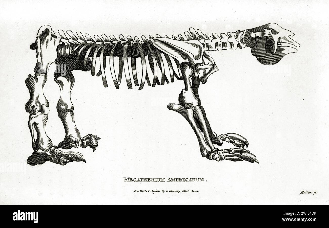 Raffinata incisione 1809 dello scheletro di Megatherium americanum, mostrata in profilo anatomico come parte di uno studio osteologico scientifico, su sfondo bianco. Foto Stock