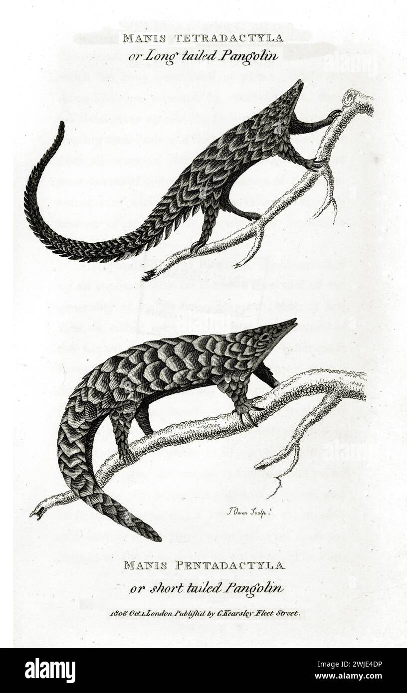 Incisione verticale 1809 di Manis tetradactyla e Manis pentadactyla, due pangolini con diverse lunghezze della coda mostrati su rami con ricca linea detai Foto Stock
