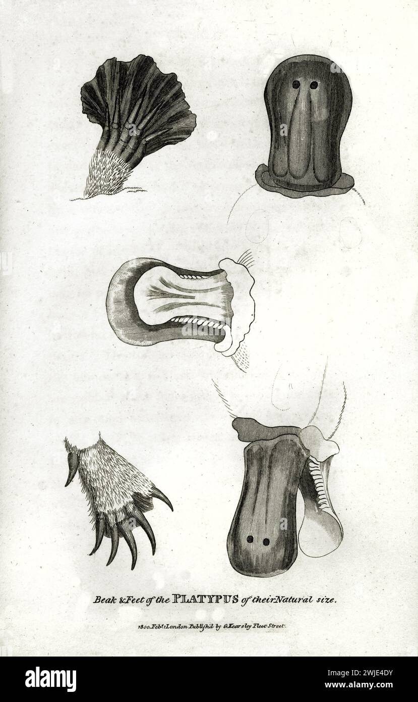 Vecchia illustrazione del becco e dei piedi di Platypus. Creato da George Shaw, pubblicato su Zoological Lectures, Londra, 1809 Foto Stock