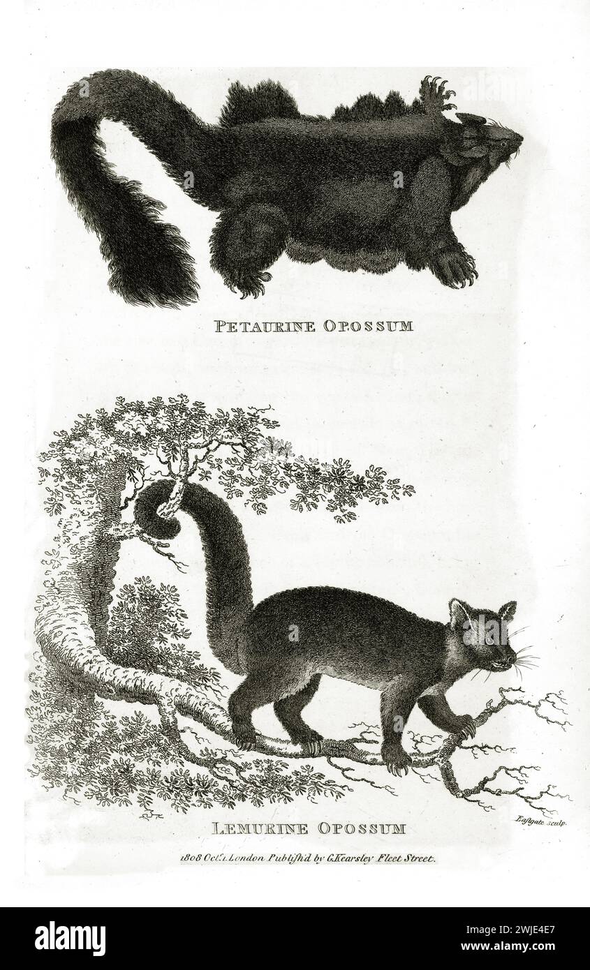 Gemella 1809 incisione di opossum di Petaurine e Lemurine (Petaurus e Dromiciops), una scivolata con gli arti spalmati, una su un ramo con la coda arricciata Foto Stock
