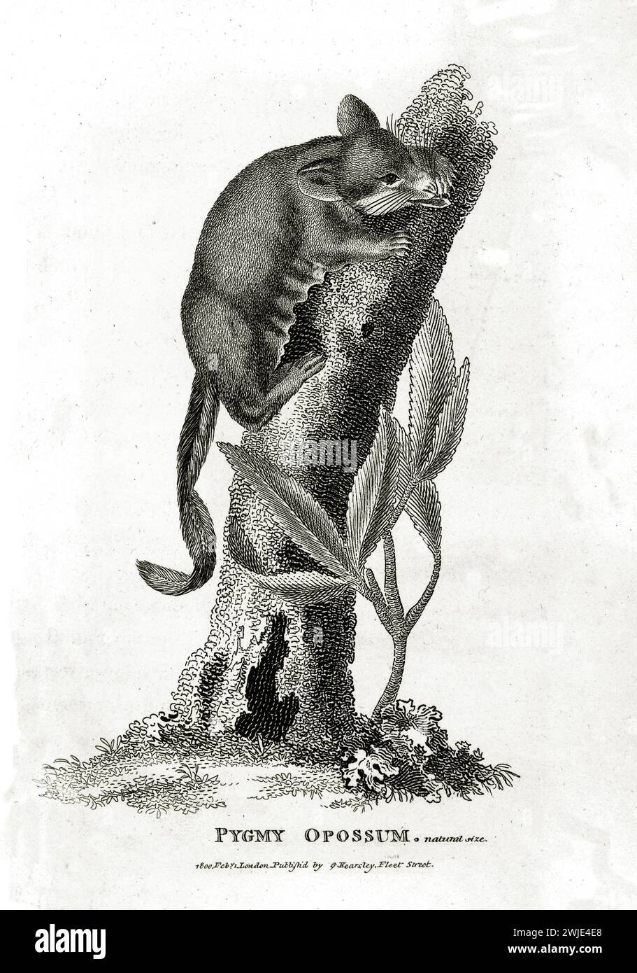 Incisione verticale 1809 di Pigmeo opossum (Cercartetus sp.), raffigurata che sale su un tronco testurizzato, con accenti botanici, rifinita con un dettaglio di linea sottile Foto Stock