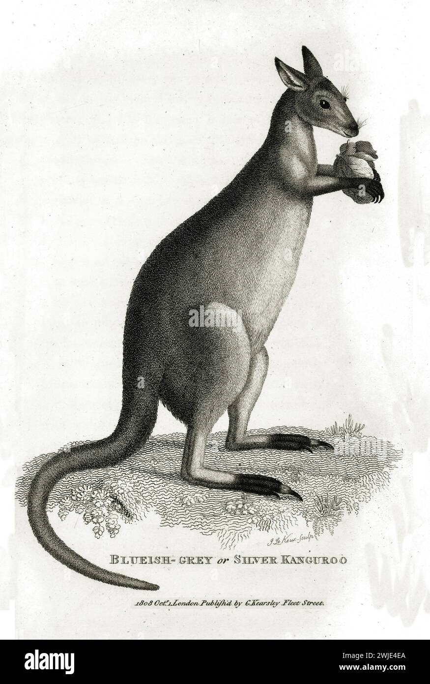 Raffinata incisione del 1809 di canguro grigio bluastro o argento (Macropus giganteus), mostrata in posizione verticale con fogliame, su terreno ruvido e ba bianca Foto Stock