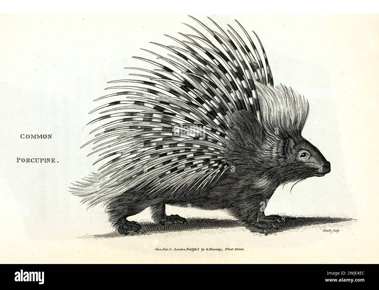 Incisione orizzontale 1809 di Porcupine comune o cremoso (Hystrix cristata), in profilo con dettagli e ombre, mostrato su bianco con linea sottile Foto Stock