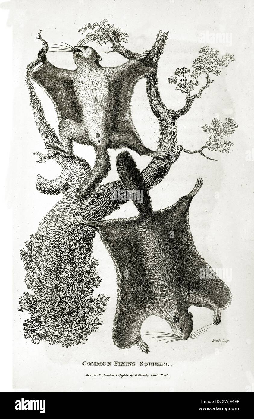 Raffinata incisione del 1809 di Common Flying Squirrel (Glaucomys volans), una planata a mezz'aria, una arroccata su un ramo, resa in linea sottile su bianco Foto Stock