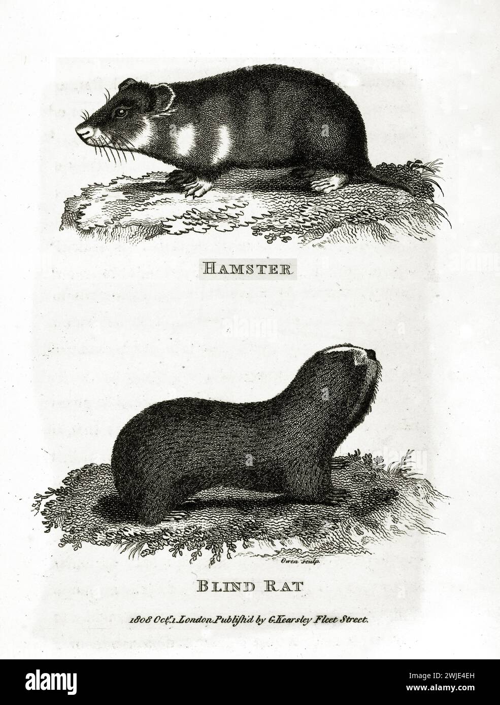 1809 incisione di Ratto cieco e criceto (Spalax e Cricetus), mostrata in profilo su terreno botanico, rivolta in direzioni opposte, su sfondo bianco Foto Stock