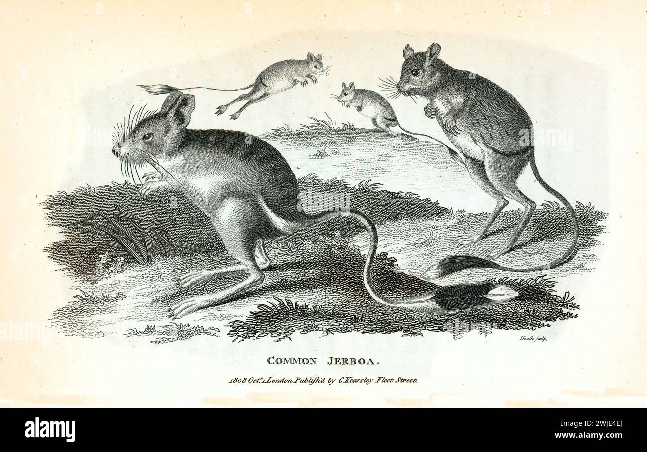 Incisione dettagliata del 1809 di Gerboa comune (Dipus sagitta), mostrata in pose dinamiche con lunghe zampe posteriori su terreni erbosi, rifinita in linee sottili Foto Stock