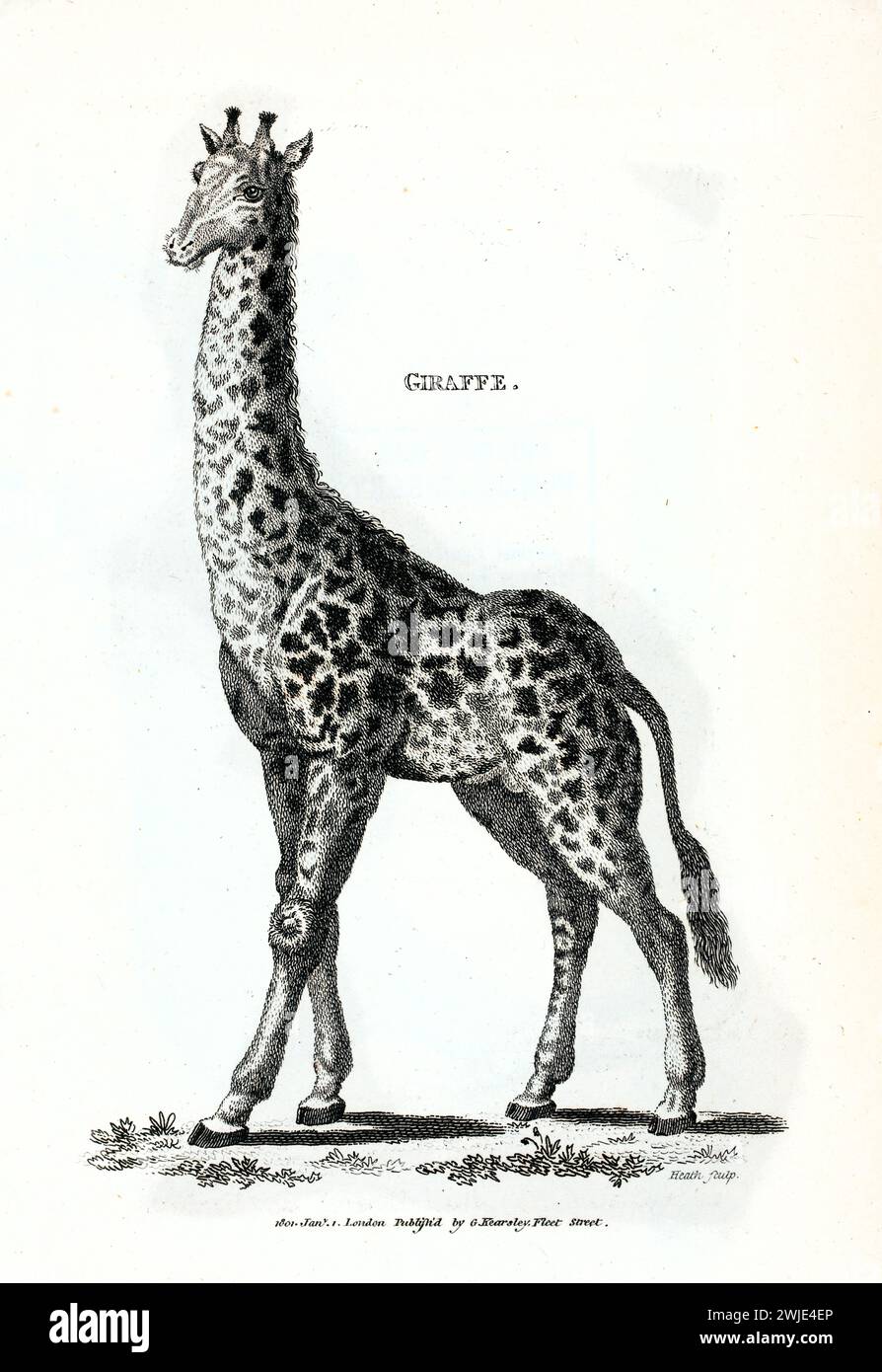 Incisione verticale 1809 di giraffa (Giraffa camelopardalis) mostrata in profilo con camice a macchie e magistrale tratteggio incrociato, su sfondo bianco Foto Stock