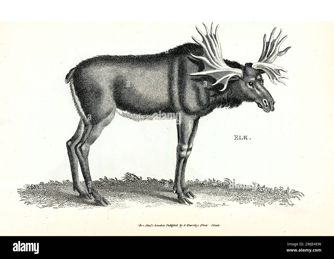 Incisione orizzontale 1809 di alce (Alces alces), mostrata in profilo su terreni erbosi, con palchi stilizzati e ricche trattezze sul corpo Foto Stock