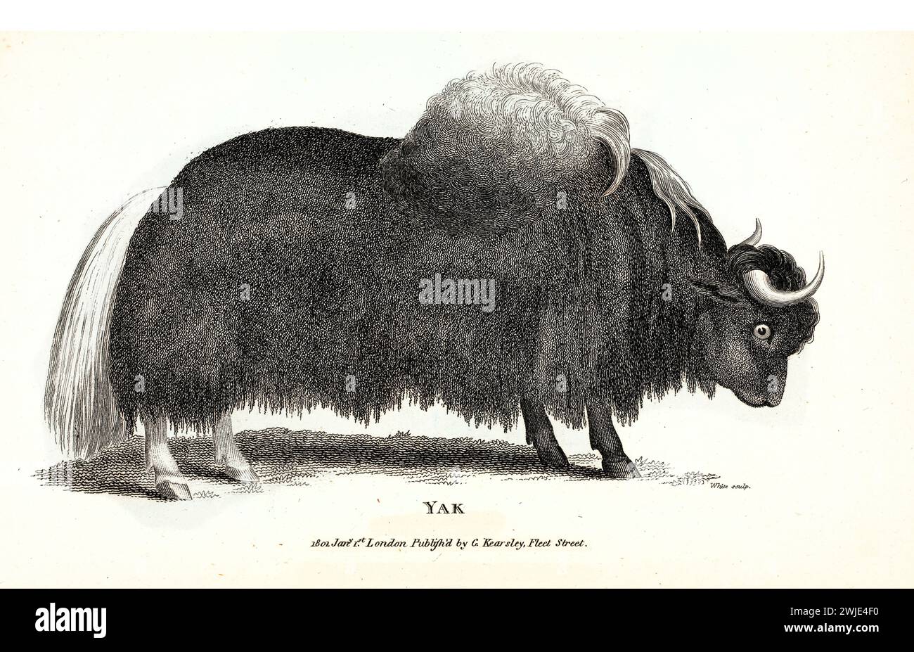 1809 incisione di Yak (Bos grunniens), mostrata in profilo con densa trama e ombreggiatura a tratteggio incrociato, resa con un bel dettaglio anatomico su bianco b Foto Stock