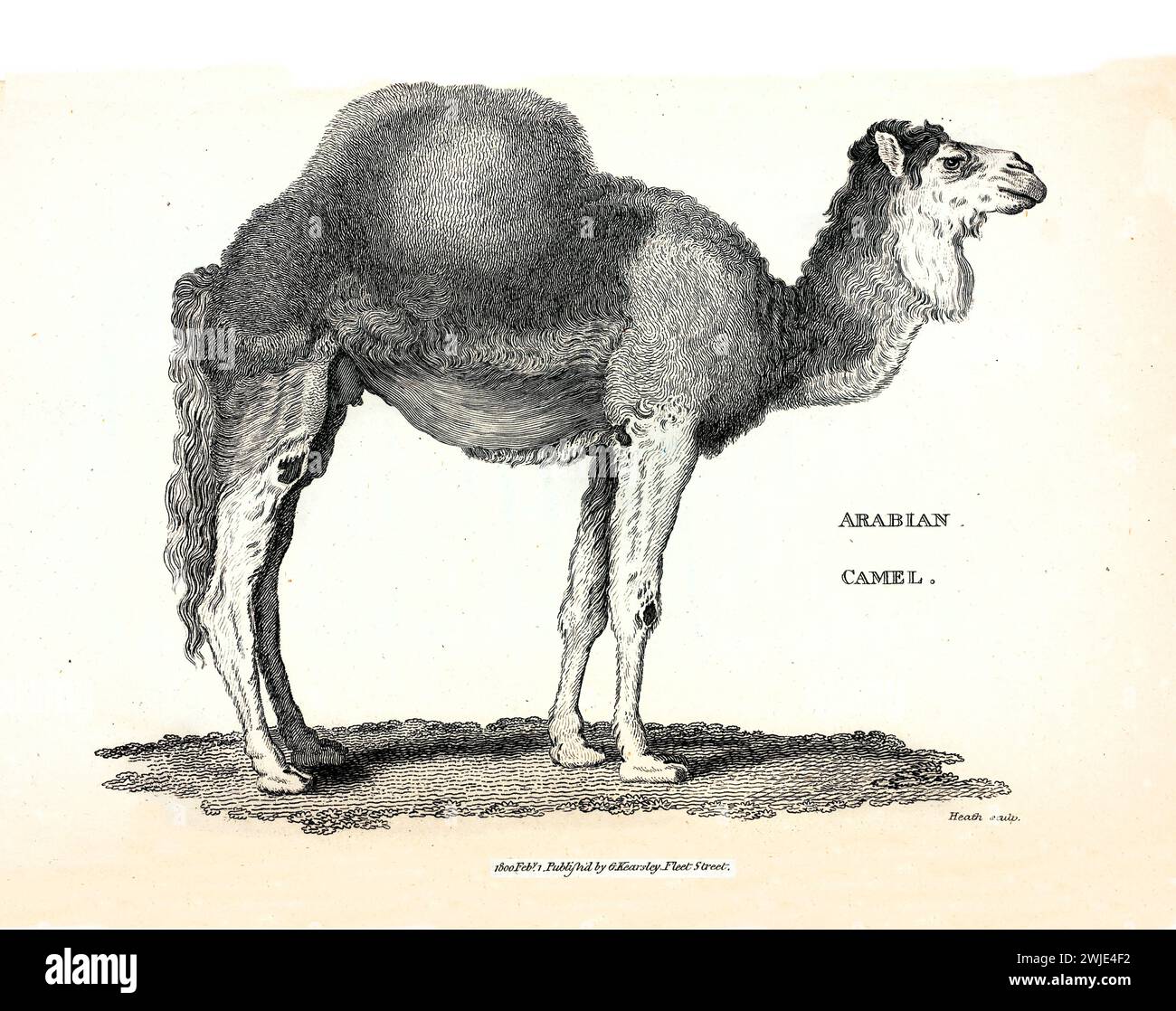 1809 incisione di cammello arabo (Camelus dromedarius), mostrata in profilo su terreno asciutto, con varie trame sottili che evidenziano pelliccia e anatomia Foto Stock