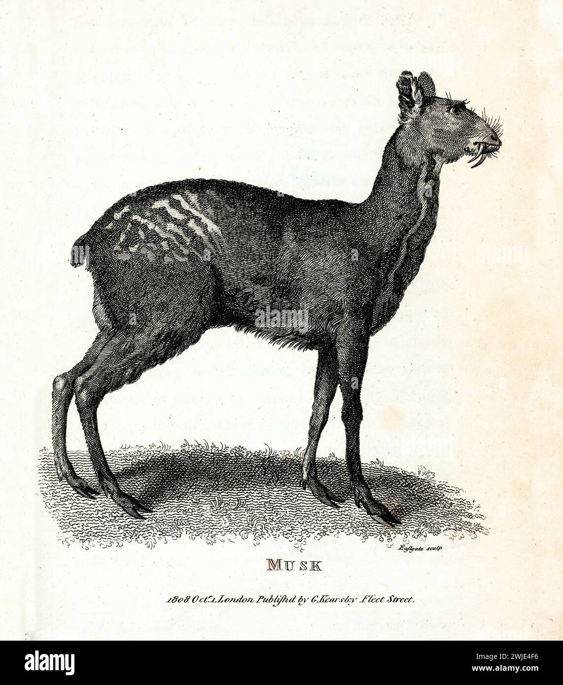 1809 incisione di cervo muschiato siberiano (Moschus moschiferus), profilata con zanne prominenti e zoccoli, su base botanica e sfondo bianco. Foto Stock