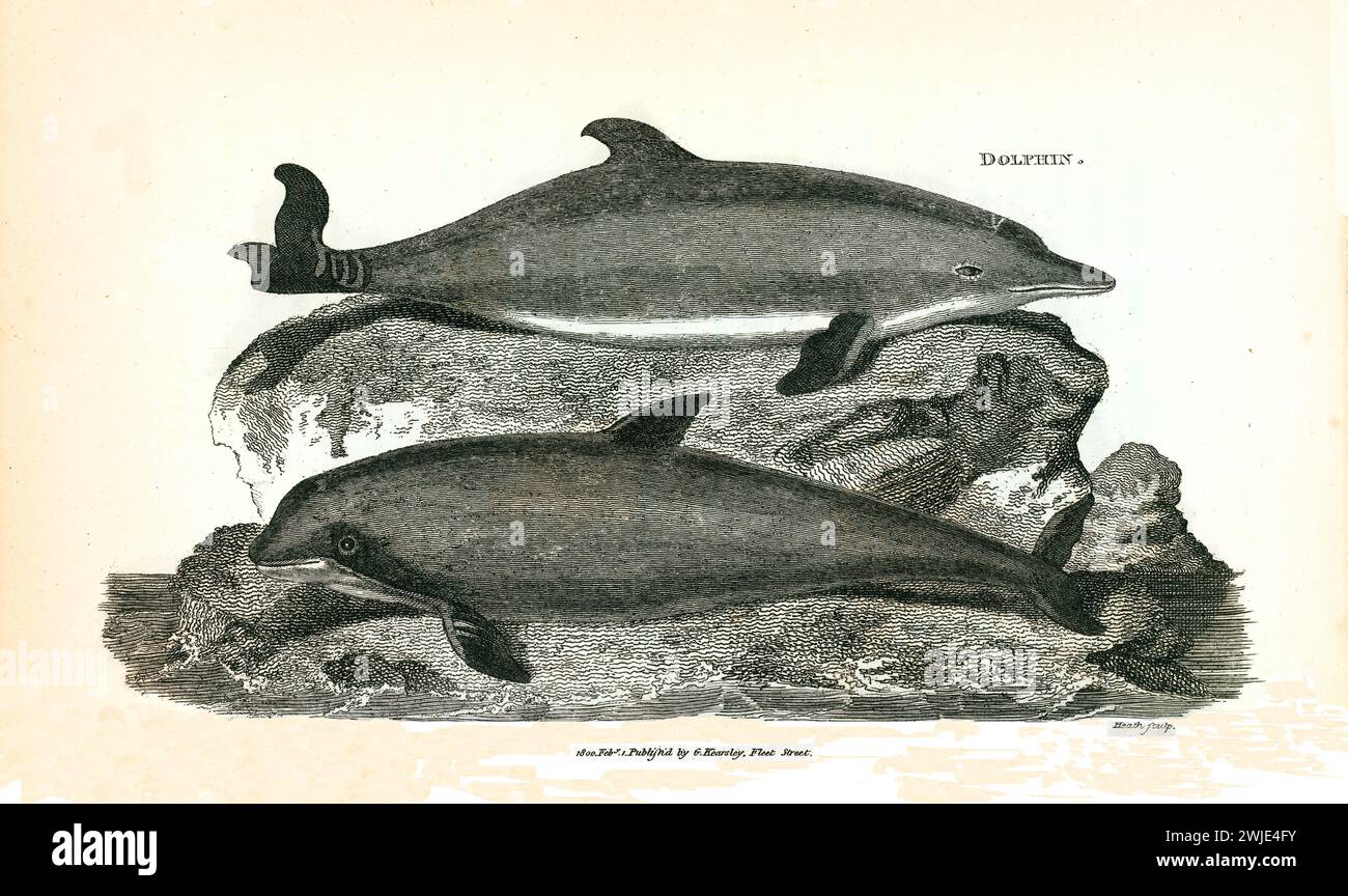 1809 incisione di due delfini su affioramenti rocciosi, rivolti in direzioni opposte, finemente dettagliata con incisione a linee parallele su sfondo bianco neutro Foto Stock