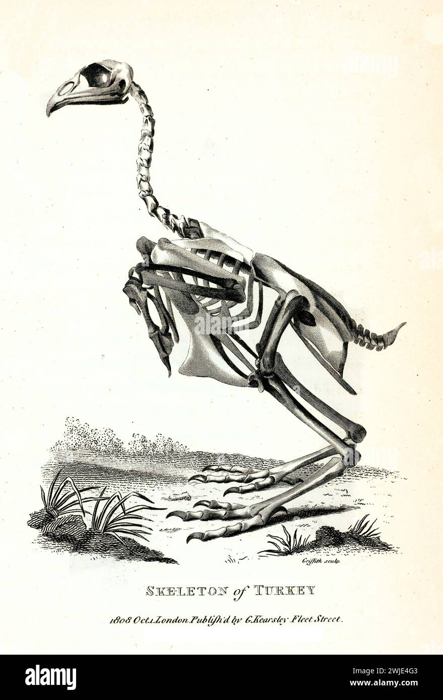 Incisione anatomica dello scheletro di tacchino, mostrata in profilo con dettagli squisiti e ombreggiatura delle linee. Pubblicato nel 1809 da George Shaw. Foto Stock