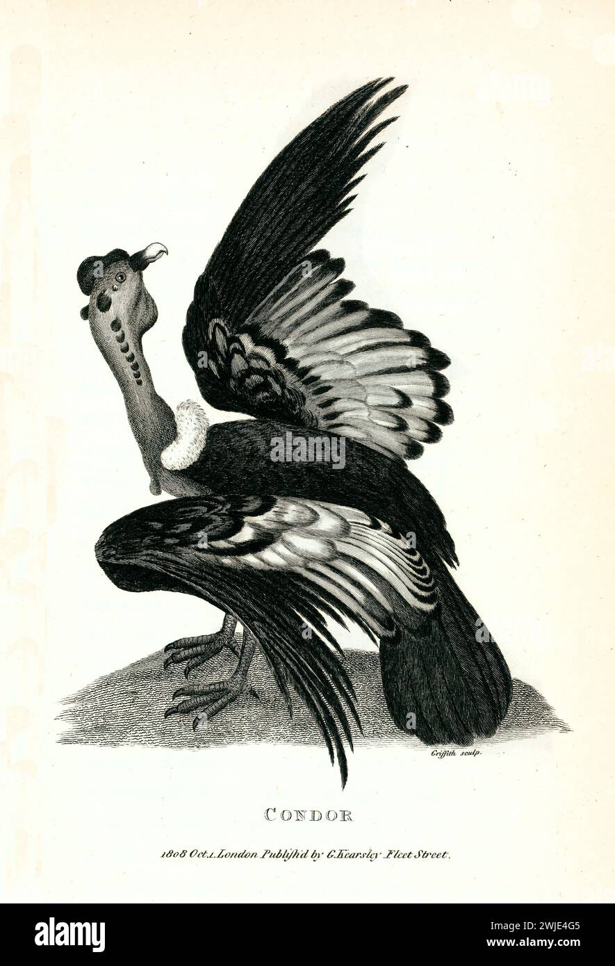 Illustrazione incisa di un condor con un'ala sollevata e texture piumino dettagliate. Pubblicato nel 1809 da George Shaw, stile incisione di linea. Foto Stock