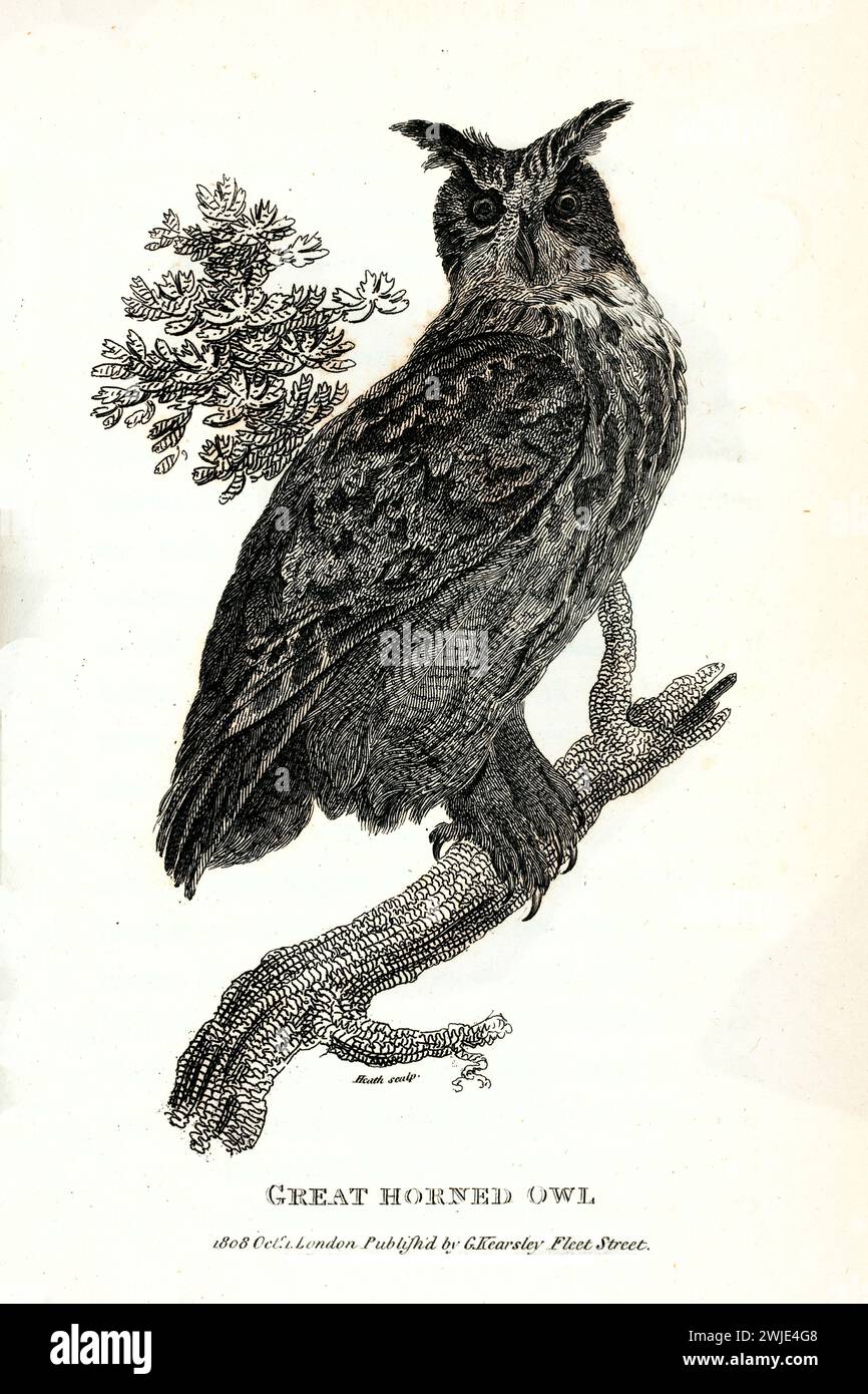 Immagine del 1809 incisa di un grande Gufo Cornuto arroccato su un ramo, con uno sguardo rivolto verso la parte anteriore. Opera di George Shaw con raffinata incisione stipple. Foto Stock