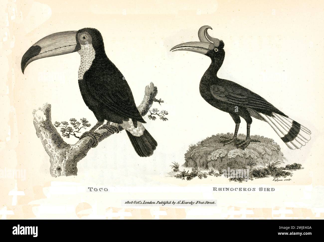 Incisione nel 1809 raffigurante un Toco Toucan e un Rhinoceros Hornbill di George Shaw, arroccato sul ramo e sul terreno, con incisioni dettagliate. Foto Stock