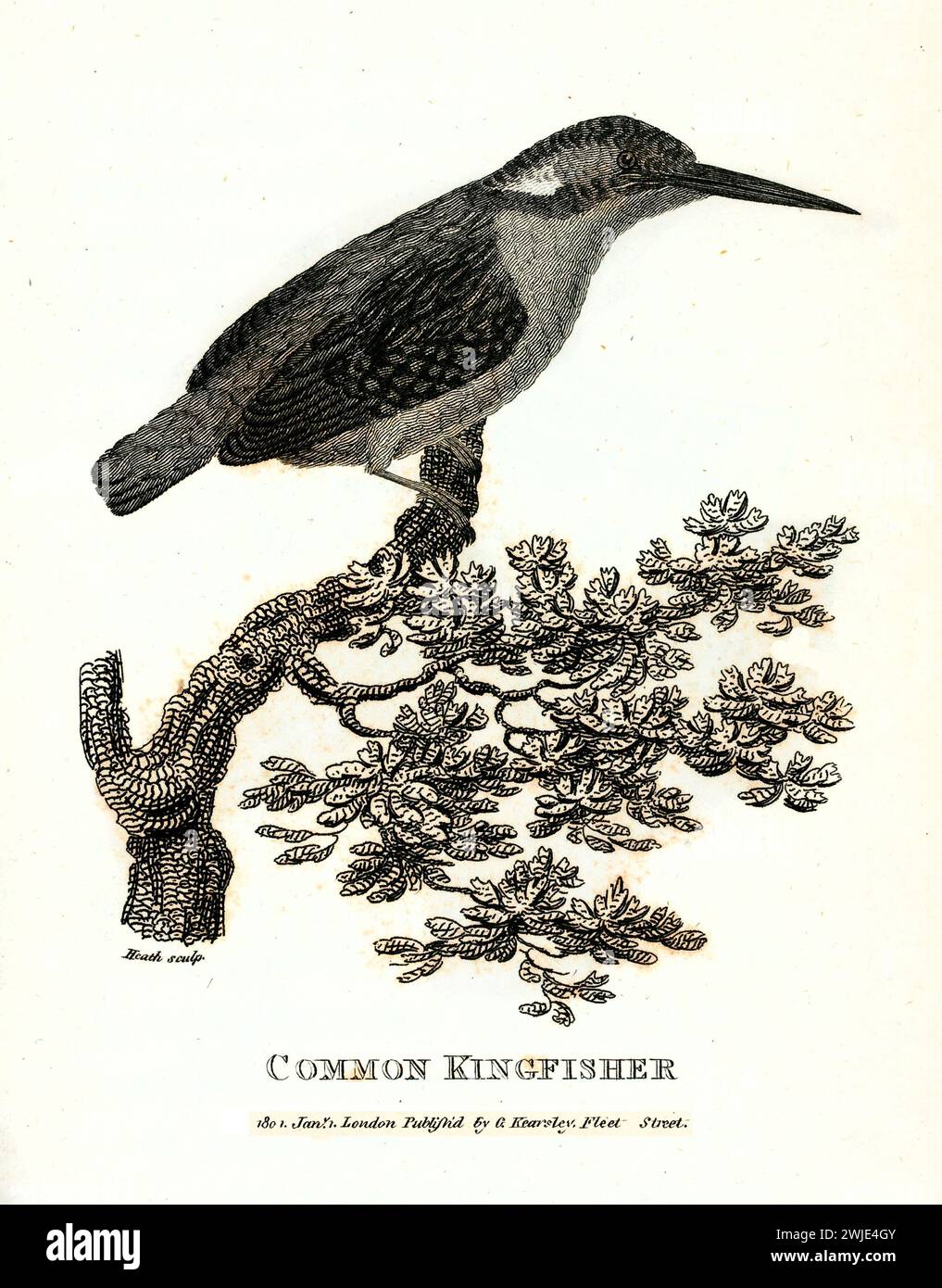 Common kingfisher (Alcedo atthis) inciso da George Shaw, che mostra il profilo sul ramo. Pubblicato nel 1809, squisita incisione zoologica. Foto Stock