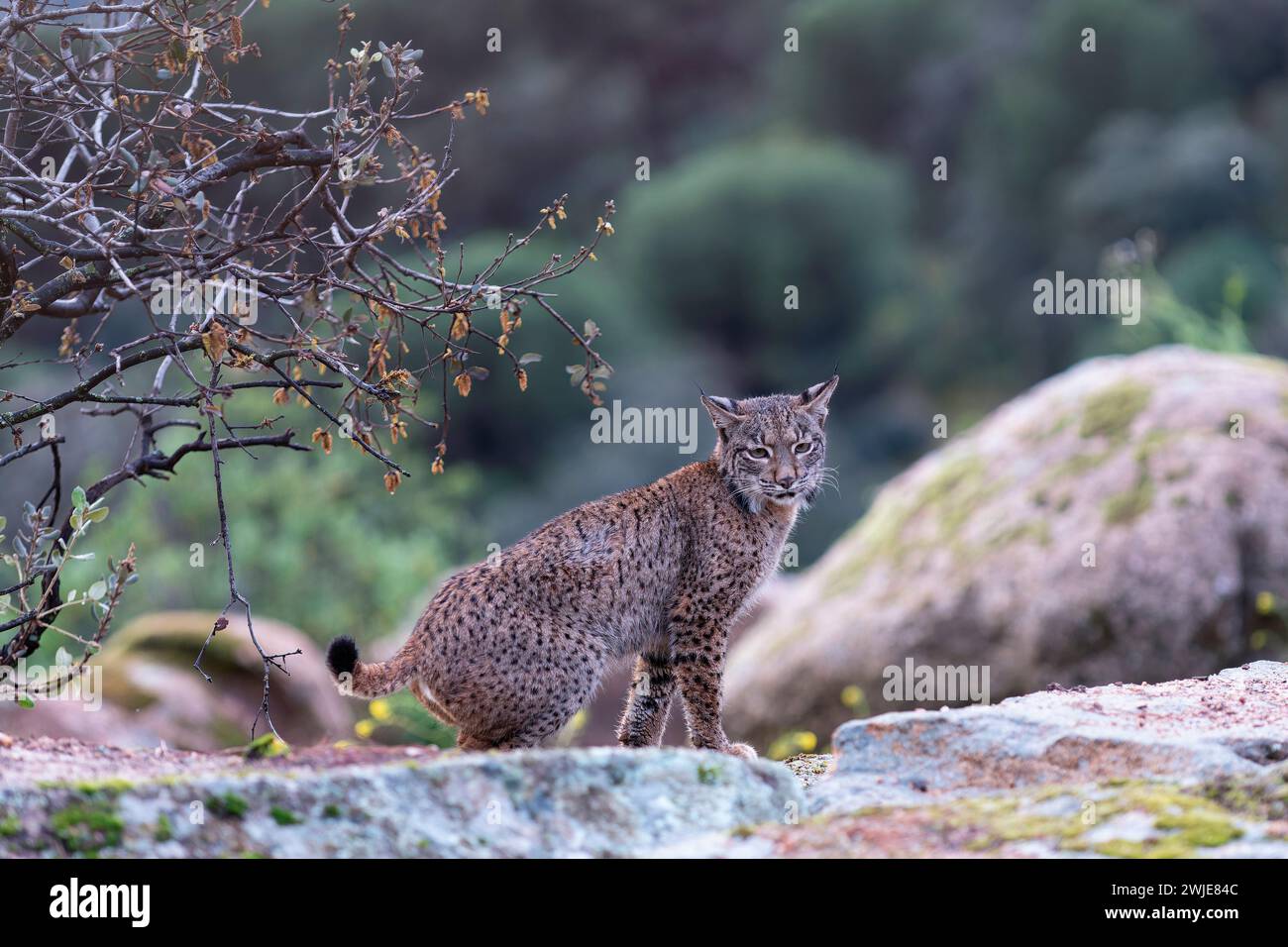 Lince iberica nella Sierra de Andujar, Jaen. Spagna. Foto Stock