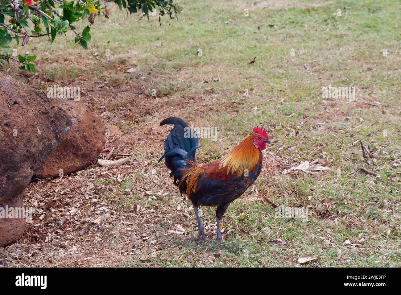Gallo che cammina sull'erba vicino al Waimea Canyon, sull'isola di Kauai, Hawaii Foto Stock