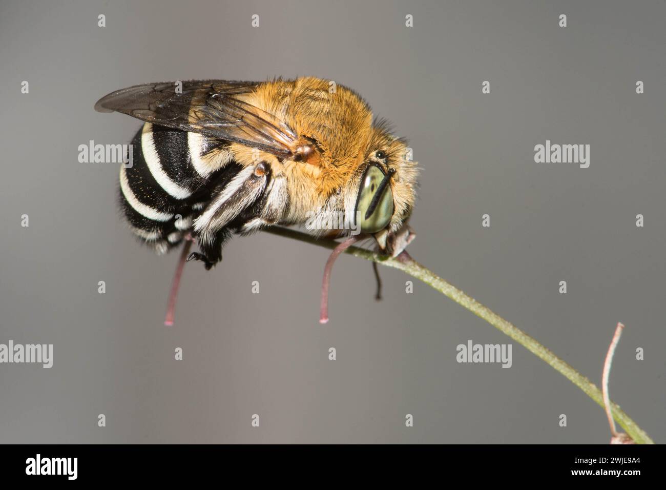 Bee con bande blu che si snoda sul gambo del fiore di Artropodio. Foto Stock
