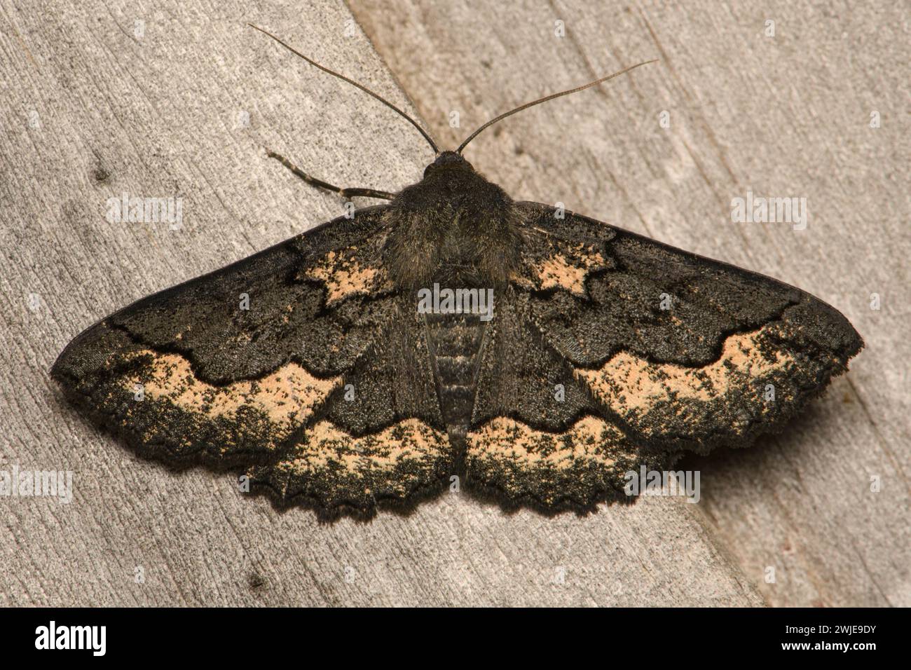 Geometrid Moth nero su recinzione in legno. Foto Stock