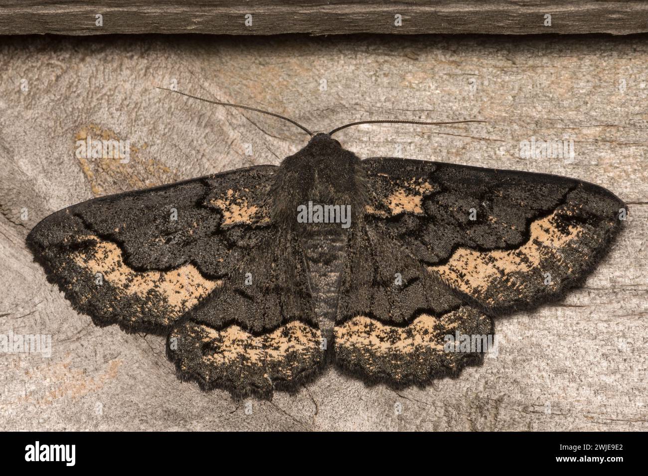 Geometrid Moth nero su recinzione in legno. Foto Stock