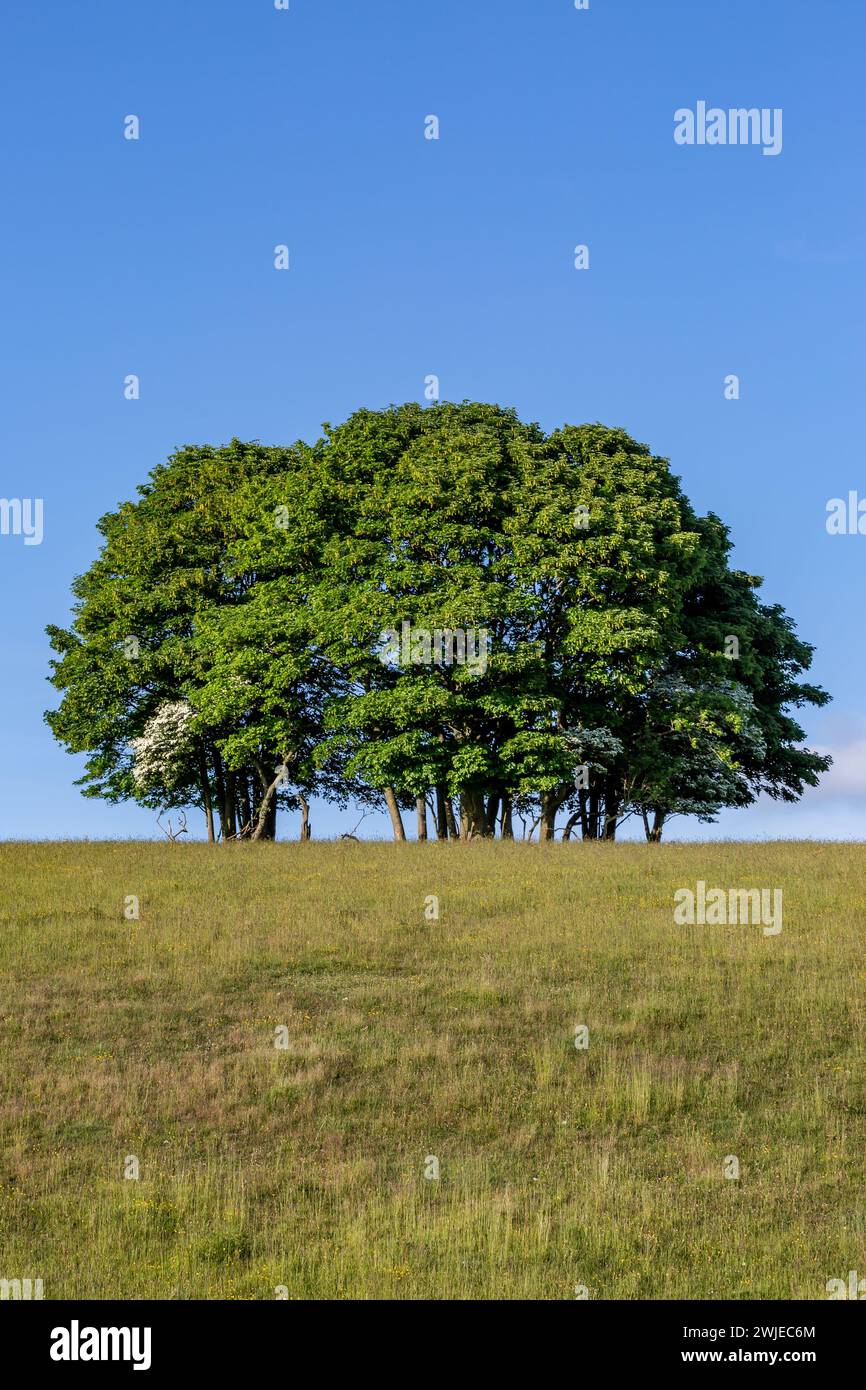 Alberi all'orizzonte, in un soleggiato giorno di tarda primavera Foto Stock