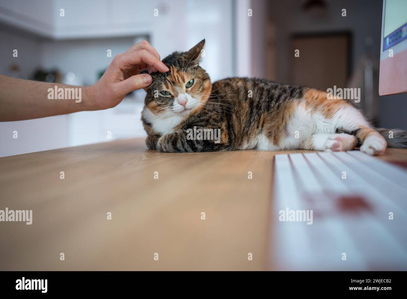 Ufficio domestico con animali domestici. Gatto disteso sul tavolo con un computer che distrae il proprietario dal lavoro, sembrando carino Foto Stock