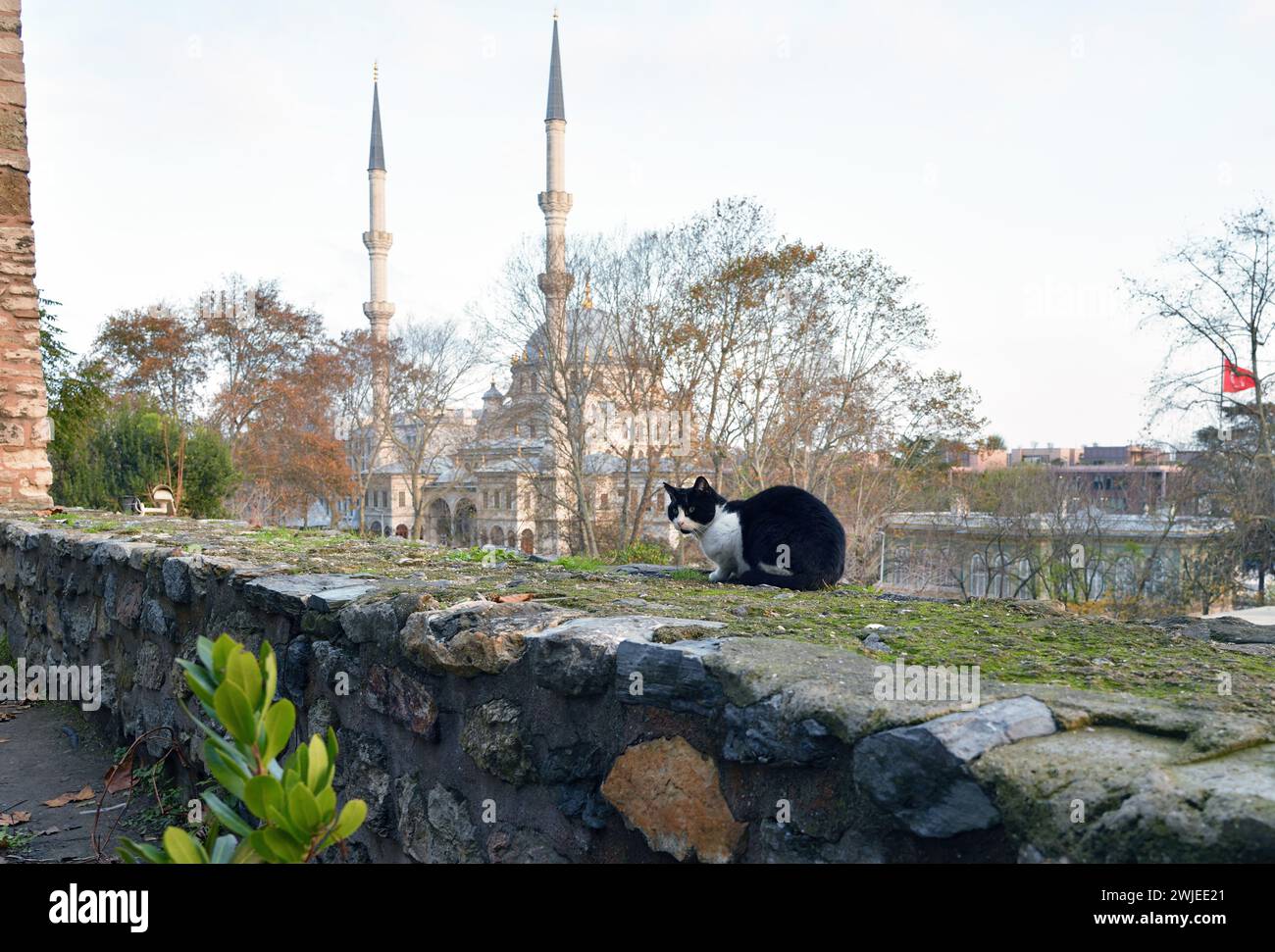 Gatto randagio turco sull'antica parete del Tophane-İ Amire Culture and Art Center, Moschea Nusretiye sullo sfondo. Istanbul. Turchia Foto Stock