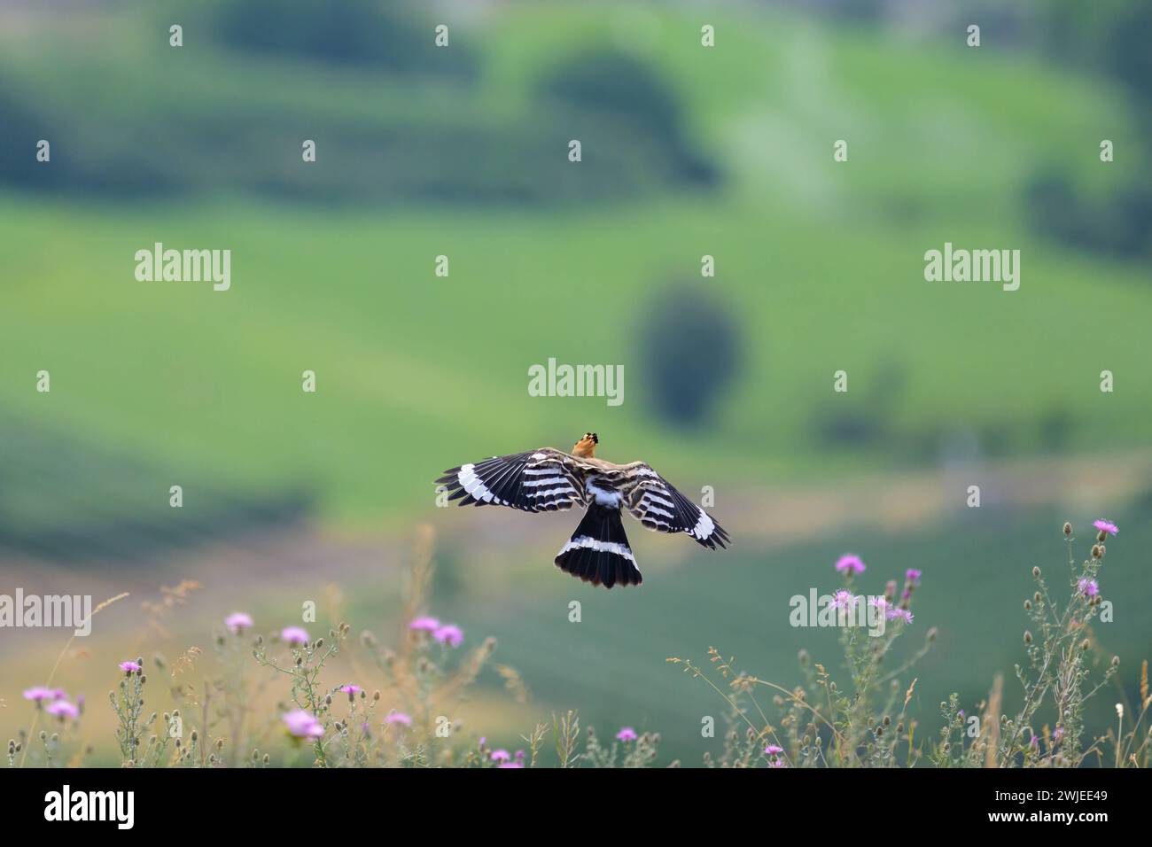 Un Hoopoe eurasiatico che vola sopra un prato, soleggiato mattino d'estate Italia mal Italia Foto Stock
