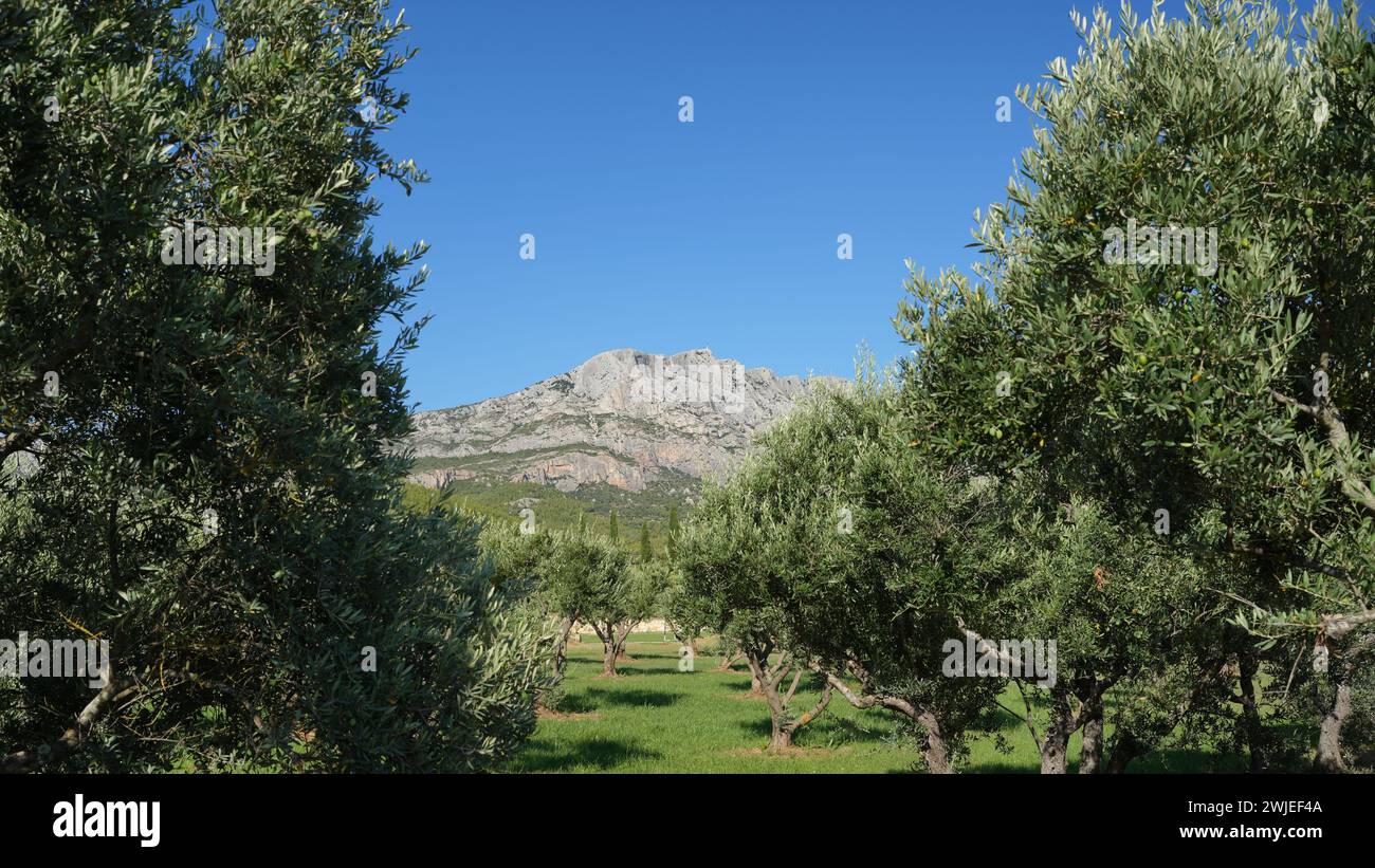 Olivi e cresta calcarea "montagne Sainte-Victoire" sullo sfondo (Francia sud-orientale) Foto Stock