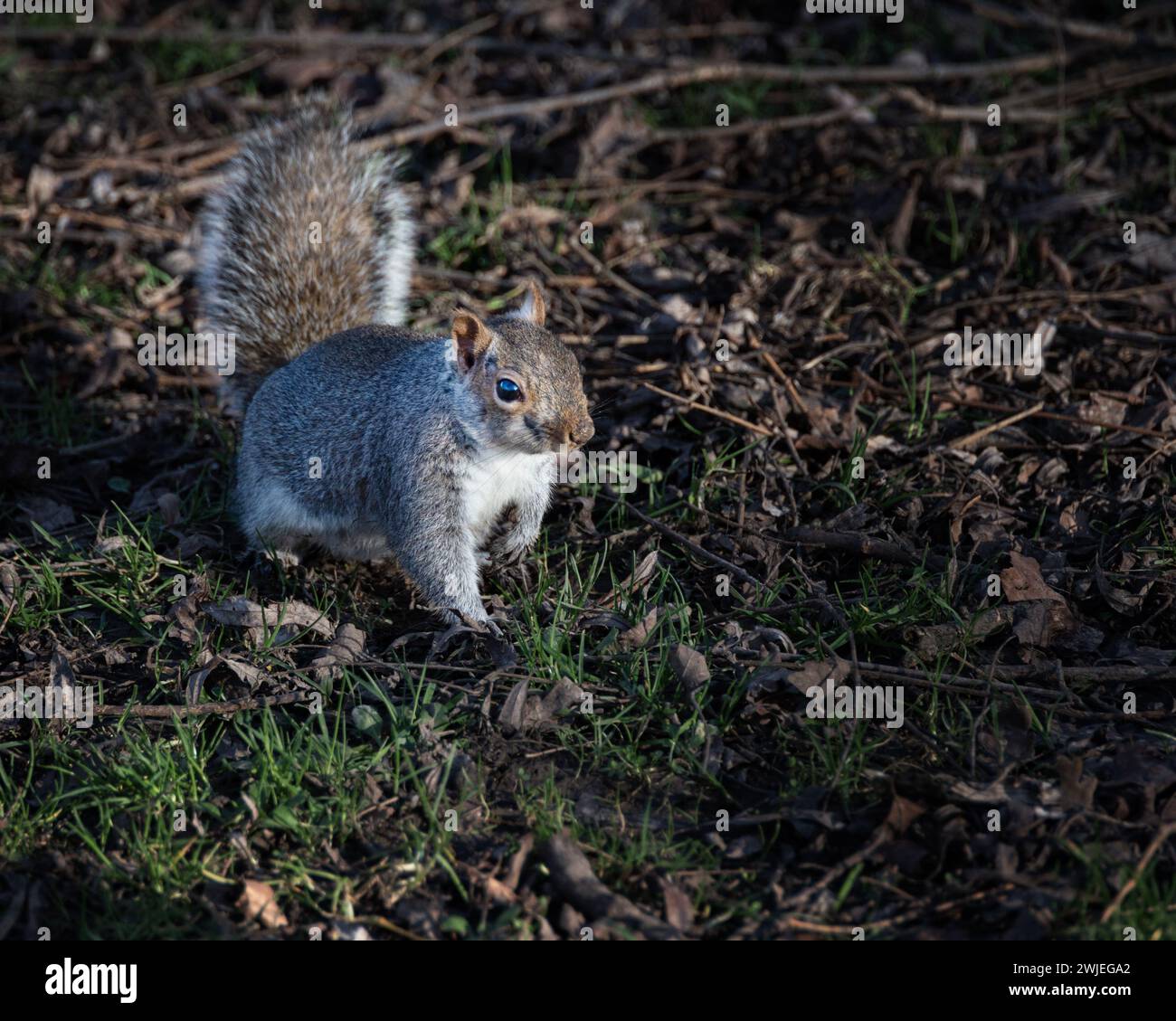 Uno scoiattolo grigio in cerca di cibo a Hotham Park, Bognor, West Sussex, Regno Unito, 2024 Foto Stock
