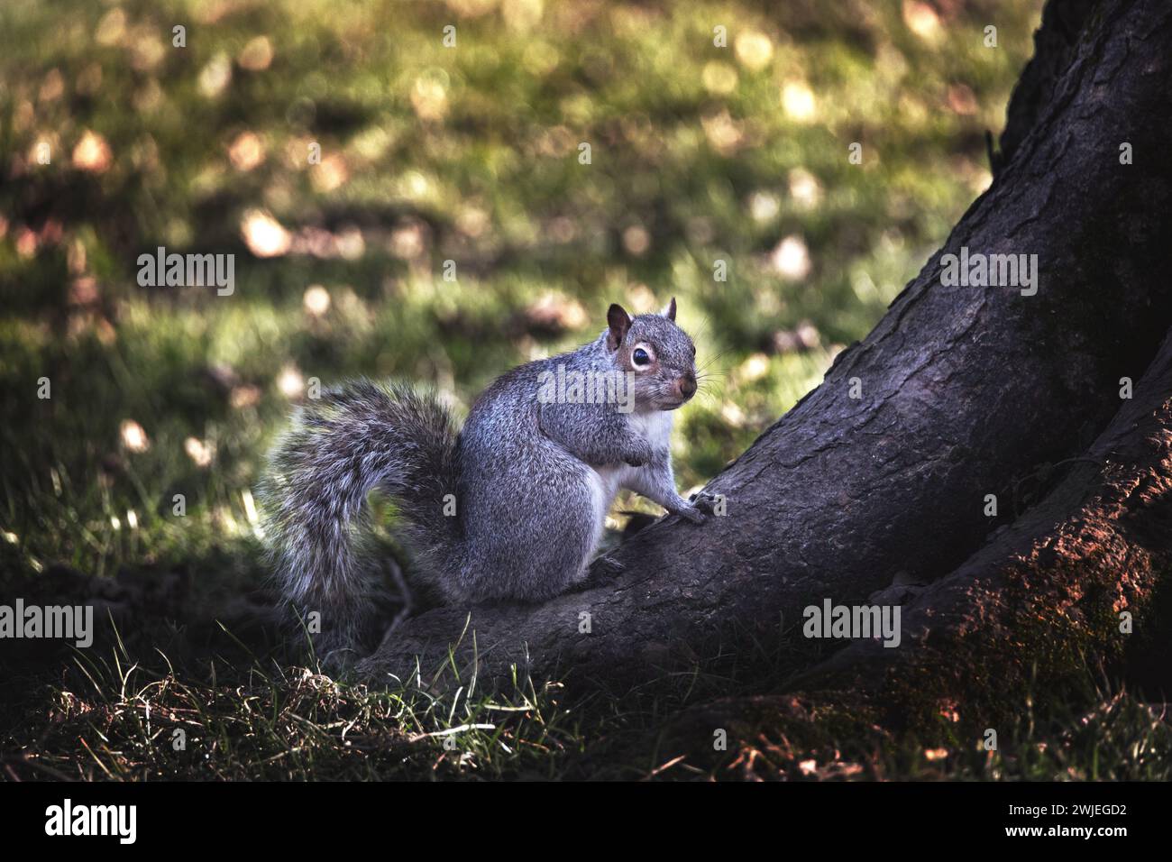 Uno scoiattolo grigio in cerca di cibo a Hotham Park, Bognor, West Sussex, Regno Unito, 2024 Foto Stock