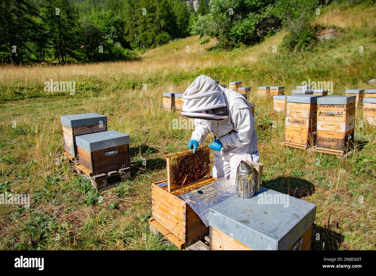 Apicoltura a Monetier-les-Bains, nelle Alpi francesi: Un apicoltore rimuove una cornice alveare per controllare la produzione di miele Foto Stock