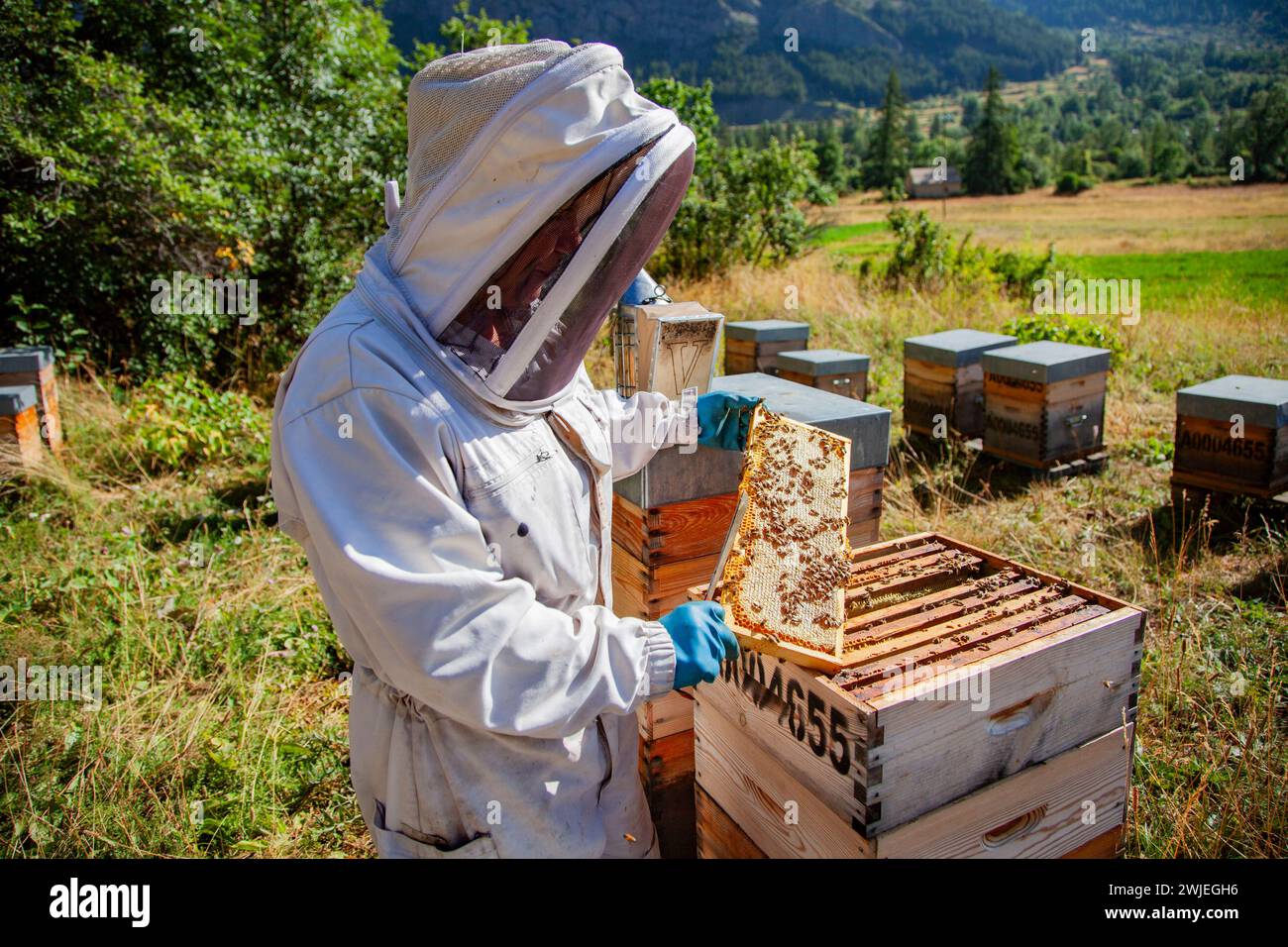 Apicoltura a Monetier-les-Bains, nelle Alpi francesi: Un apicoltore rimuove una cornice alveare per controllare la produzione di miele Foto Stock