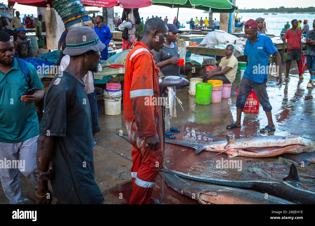 Un pescatore ha grandi ami e code e si erge sopra gli squali trebbianti comuni (Alopias vulpinus) che ha catturato al mercato del pesce Kivukoni, Dar es Salaam Foto Stock