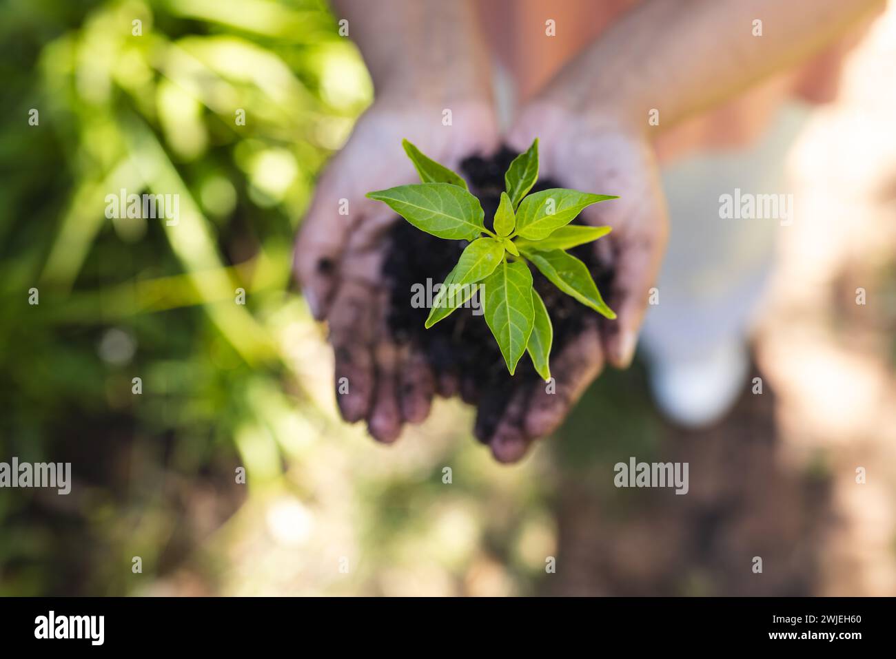 Le mani cullano una giovane pianta nel suolo, simboleggiando la crescita e la cura Foto Stock