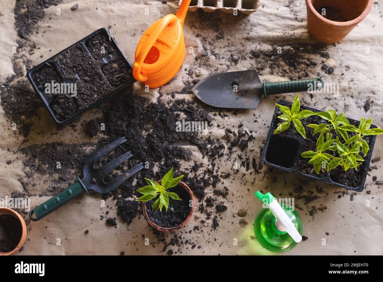 Attrezzi da giardinaggio e piante giovani sono pronti per l'inglobamento, con spazio di copia Foto Stock