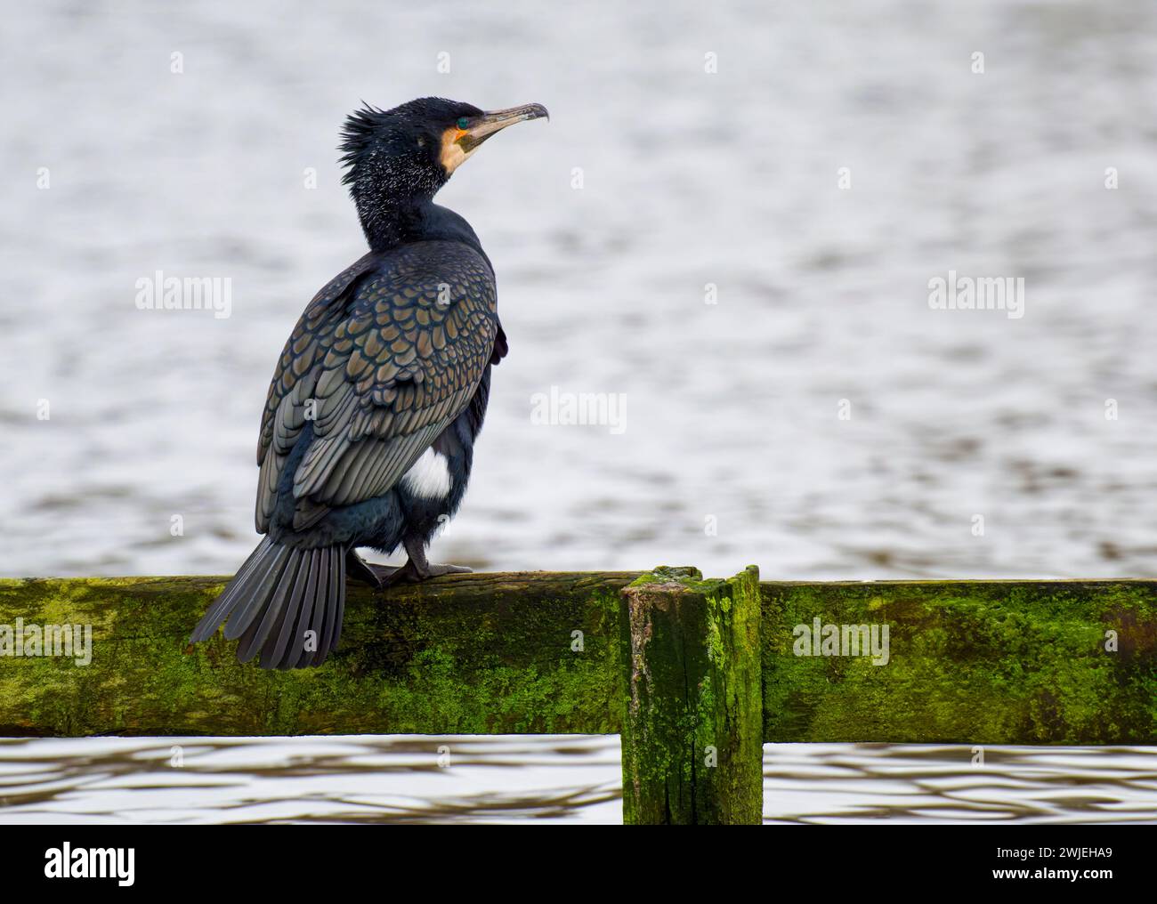 Un cormorano solitario, (Phalacrocorax carbo), arroccato su un binario di recinzione in un lago d'acqua dolce a Blackpool, Lancashire, Regno Unito Foto Stock