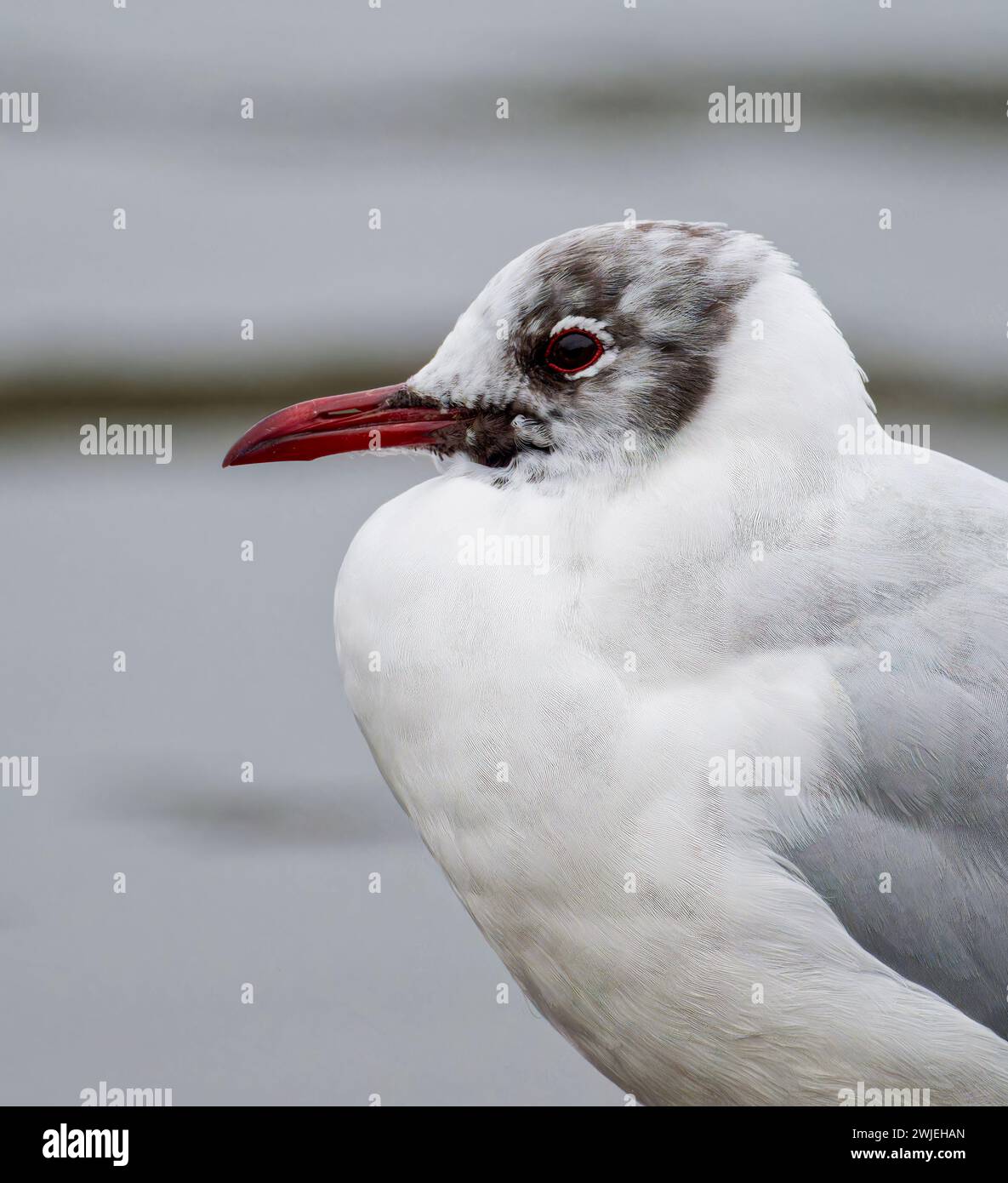 Un primo piano della testa di un gabbiano dalla testa nera (Chroicocephalus ridibundus), in colori non riproduttori Foto Stock