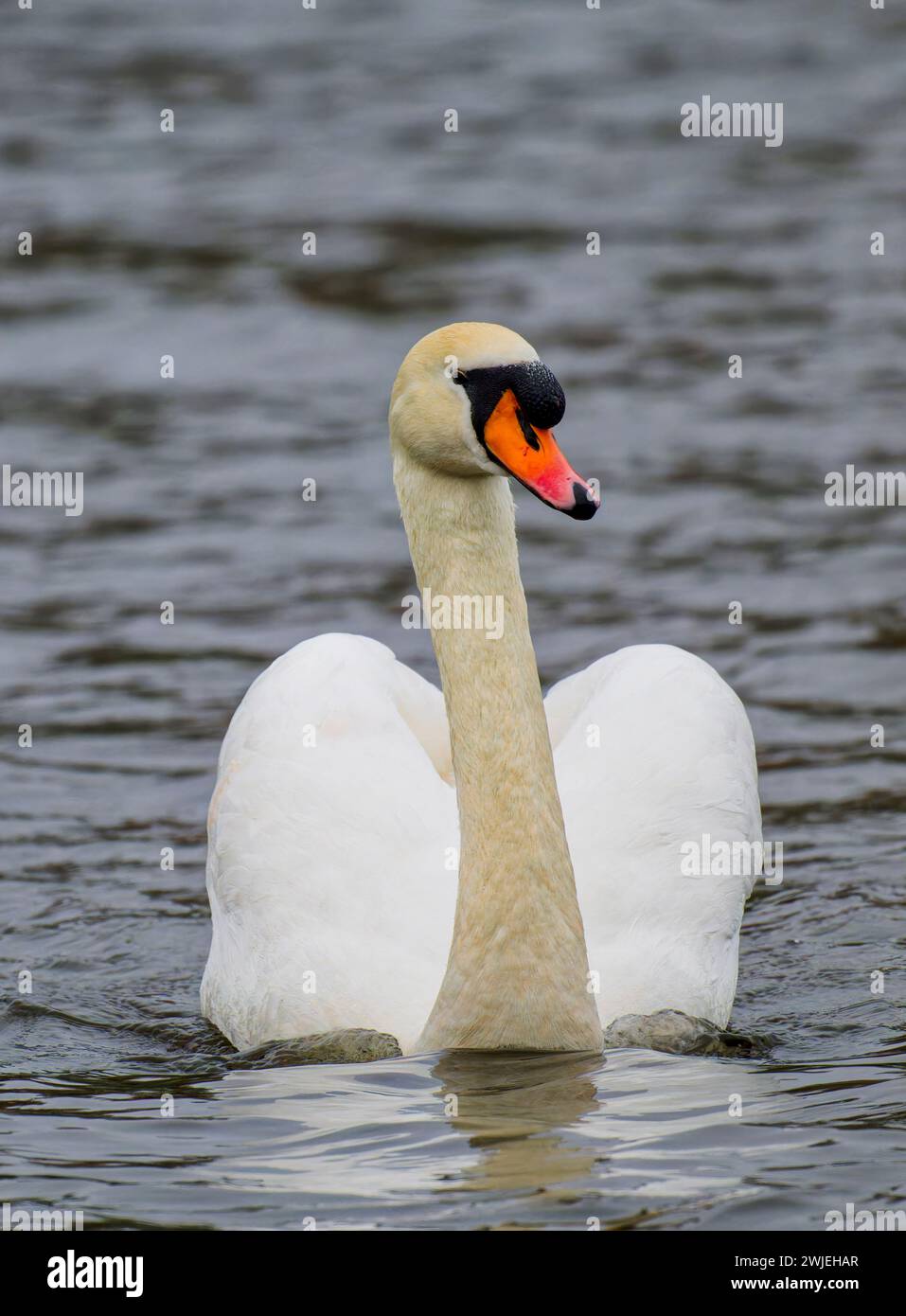 Una bella e aggraziata cigno Muto, (Cygnus olor), scivola sulla superficie di un lago in Stanley Park, Blackpool, Lancashire, Regno Unito. Foto Stock