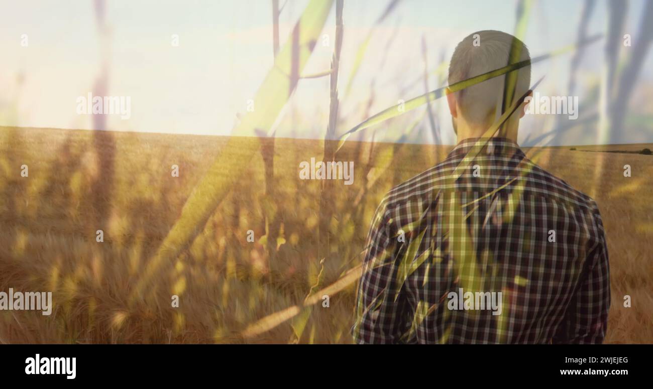 L'agricoltore si trova nel campo del grano, a sorvegliare la terra Foto Stock