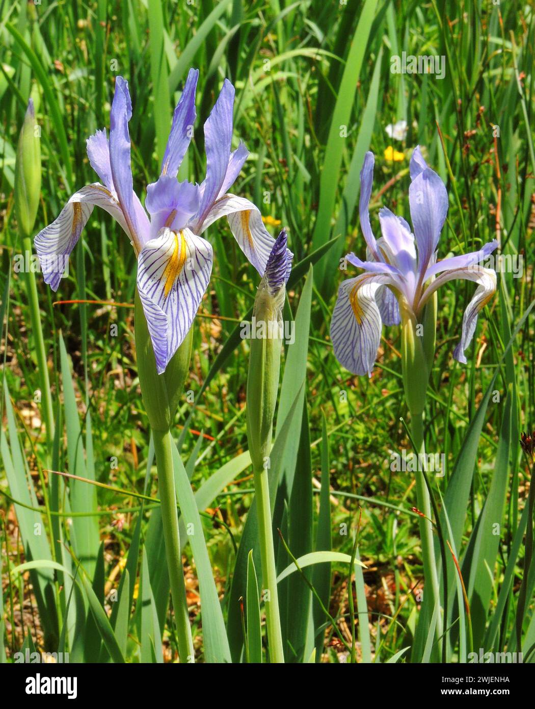 montagne rocciose viola di iris selvaggi vicino a ouray, tra le montagne rocciose del colorado Foto Stock