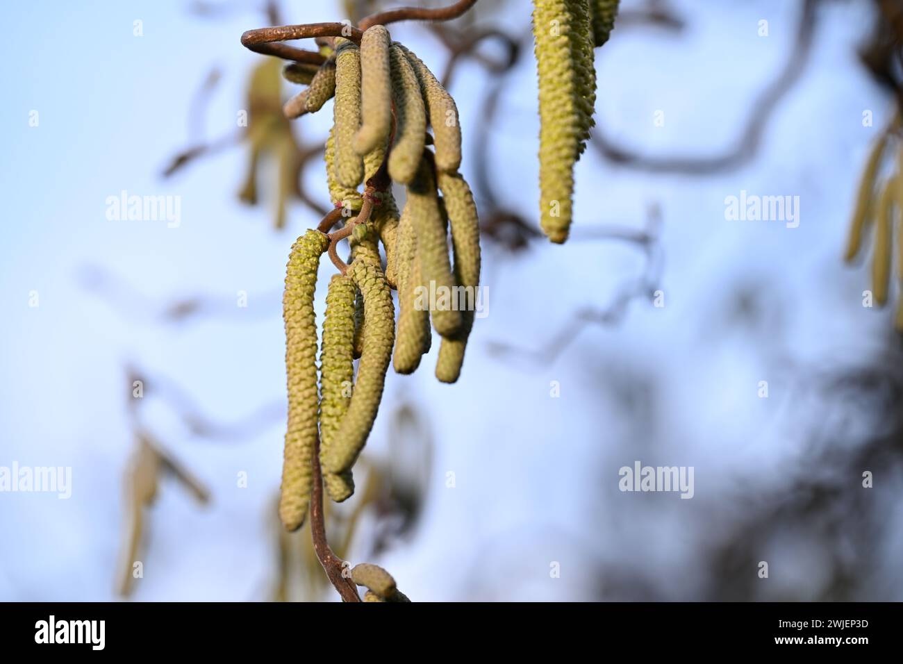 Ravensburg, Germania. 15 febbraio 2024. Un cespuglio di nocciole cavatappi si trova in un giardino. Crediti: Felix Kästle/dpa/Alamy Live News Foto Stock
