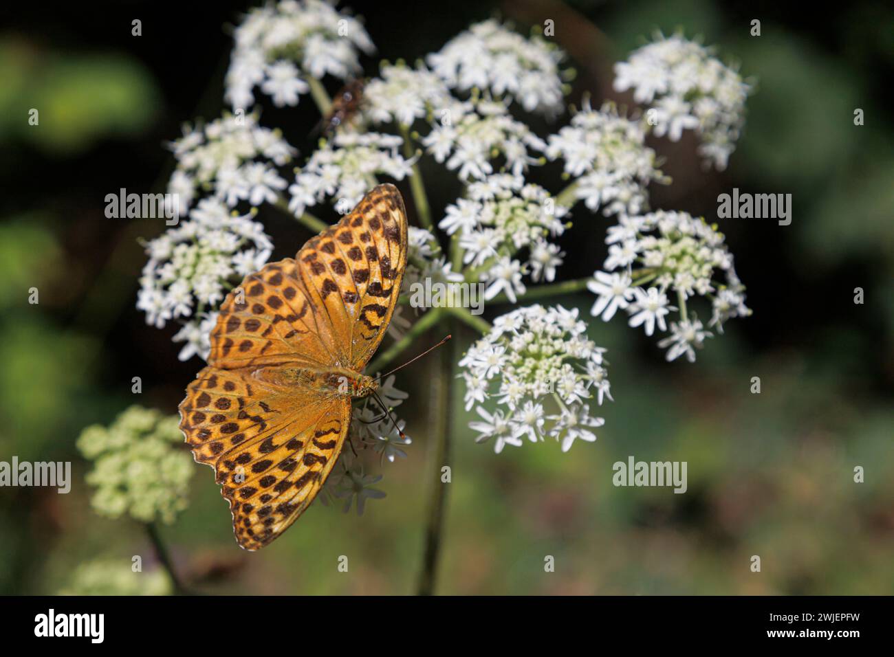 Farfalla, fritillario lavato in argento (Argynnis paphia) su un fiore Foto Stock