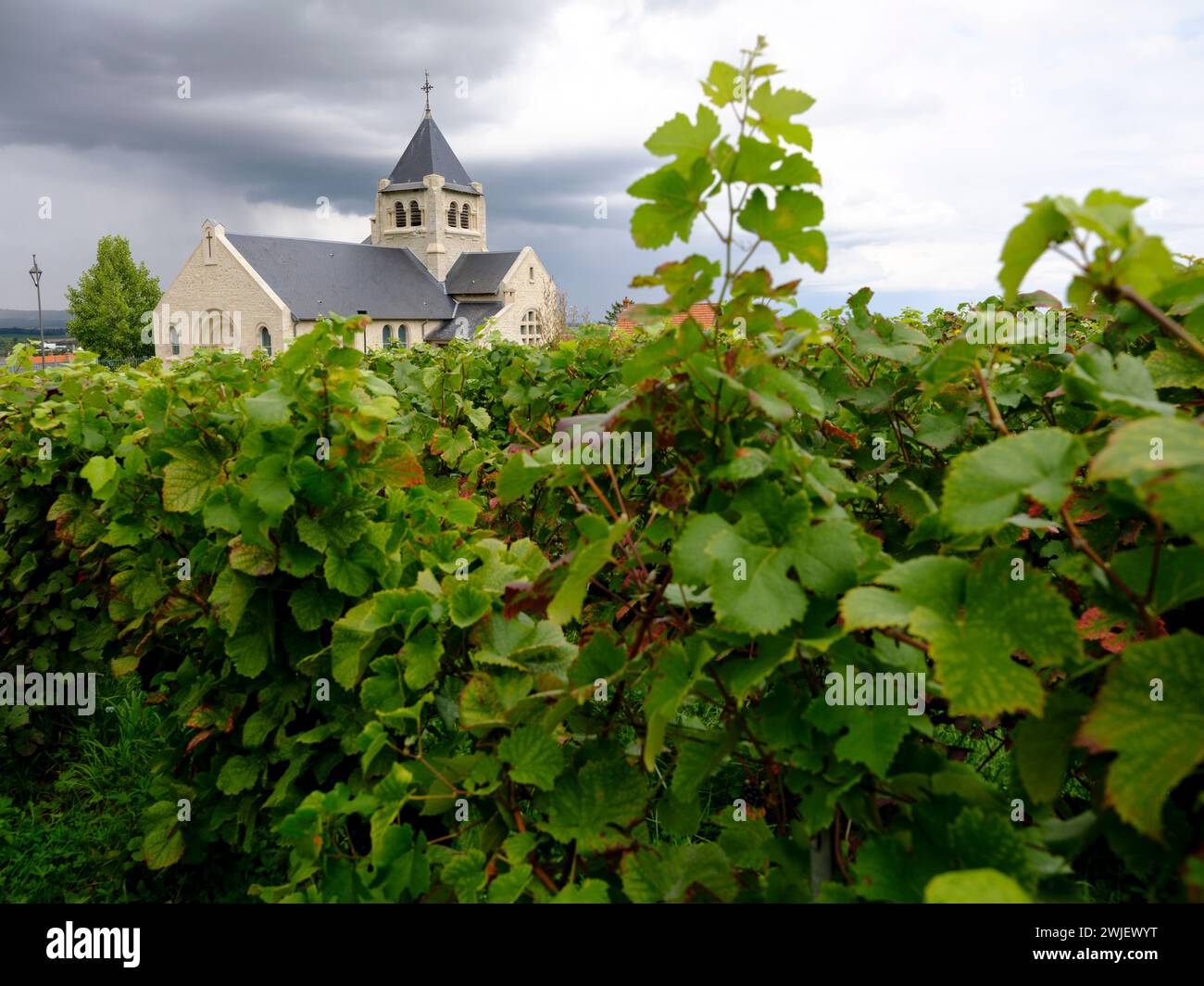 Vrigny (Francia nord-occidentale): La Chiesa di Saint-Vincent vista dai vigneti dello Champagne Foto Stock