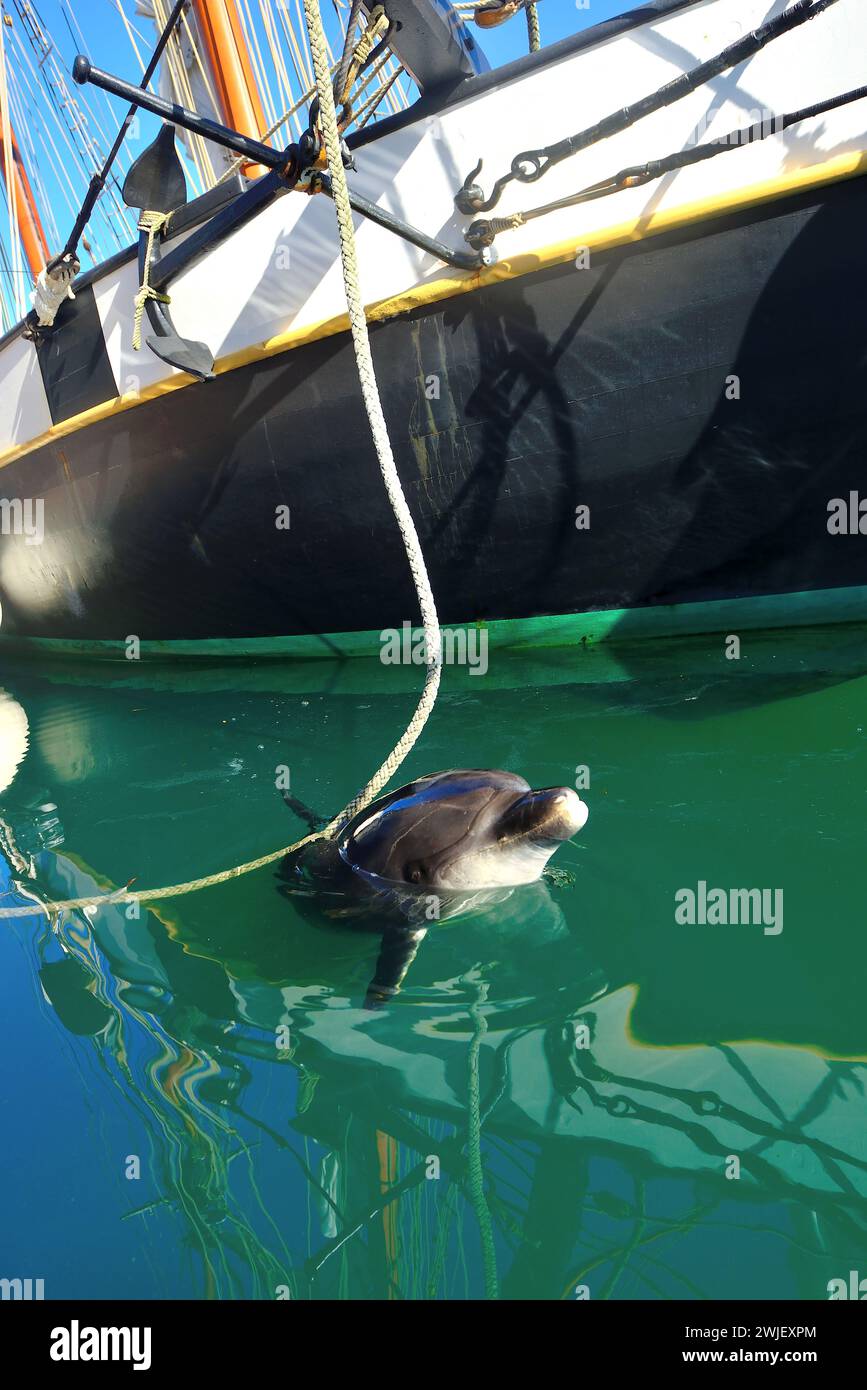 Brest (Bretagna, Francia nord-occidentale): Il delfino Randy, nel porto, di fronte al barquentino la Recouvrance Foto Stock