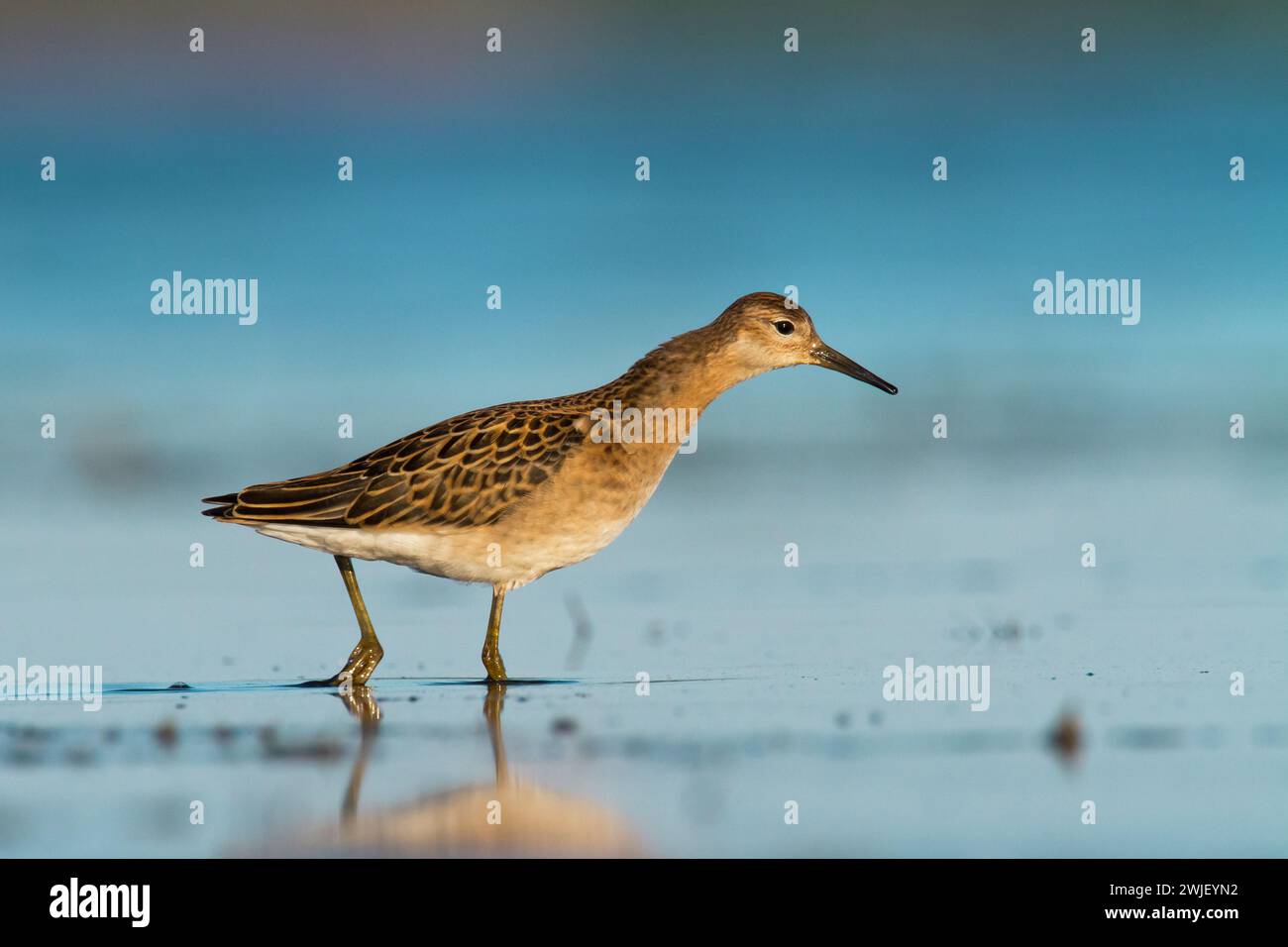 Shorebird - Philomachus pugnax, Ruff in primavera, uccello migratorio Polonia Europa Foto Stock