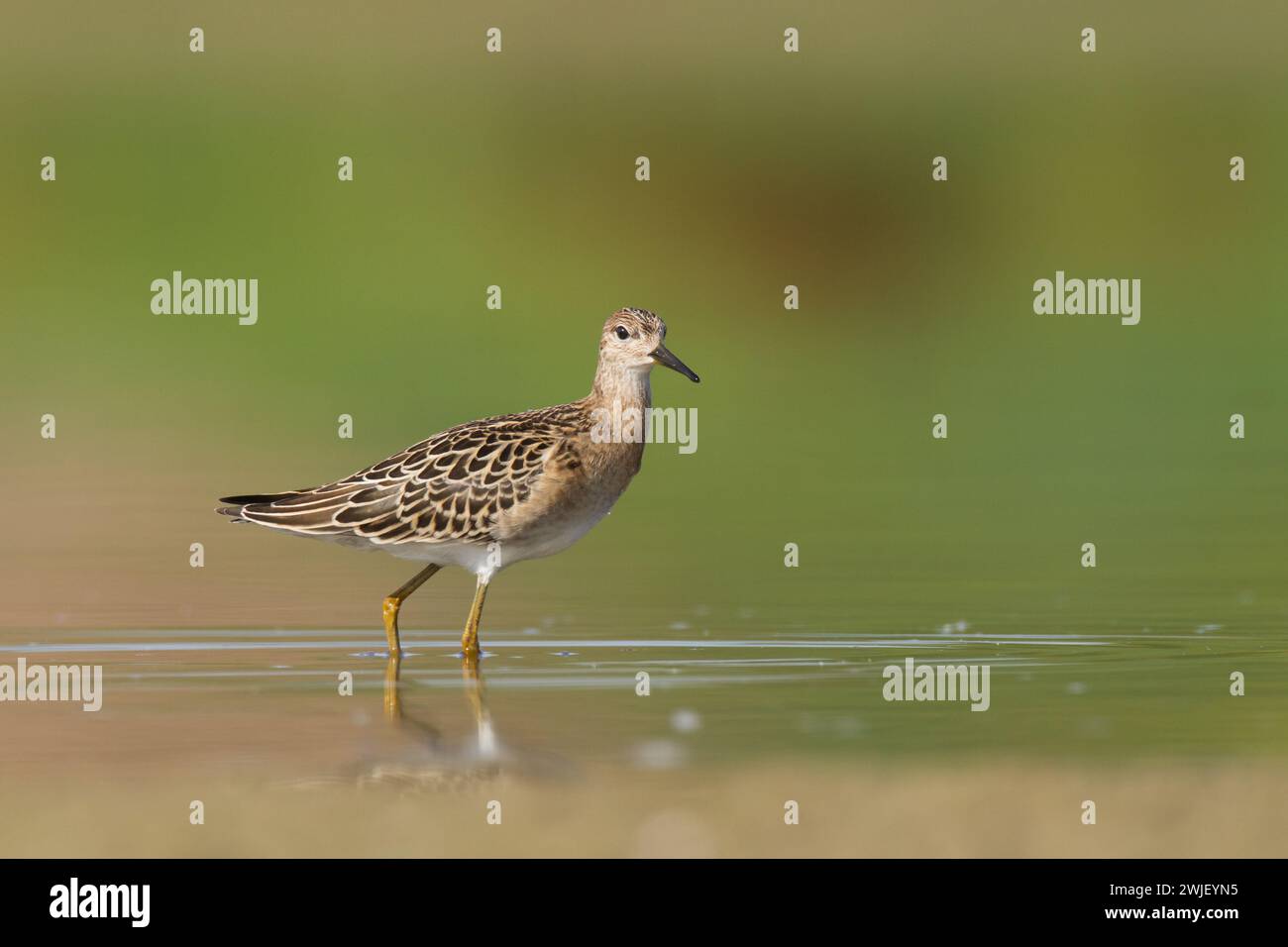 Shorebird - Philomachus pugnax, Ruff in primavera, uccello migratorio Polonia Europa Foto Stock